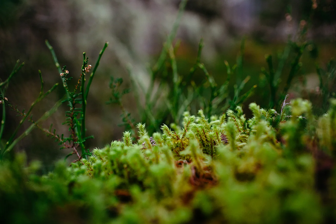 Scotland 2018_0066.jpg
