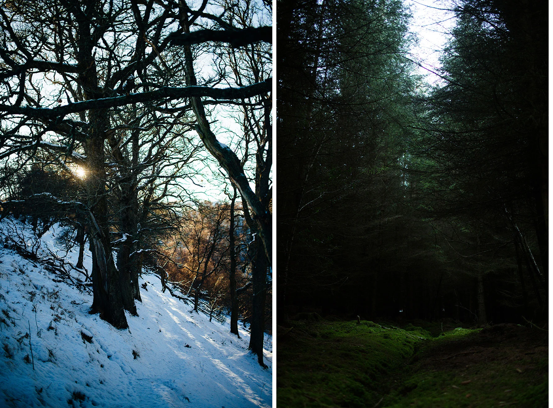 Two forests in comparison - photos taken on the same day within 2 hours of each other. Approx distance between locations: 20 miles.