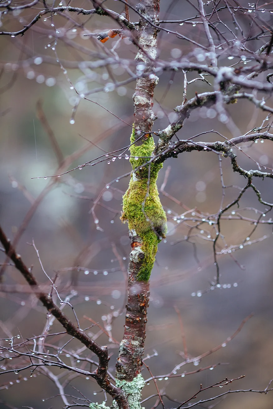 Scotland 2018_0213.jpg