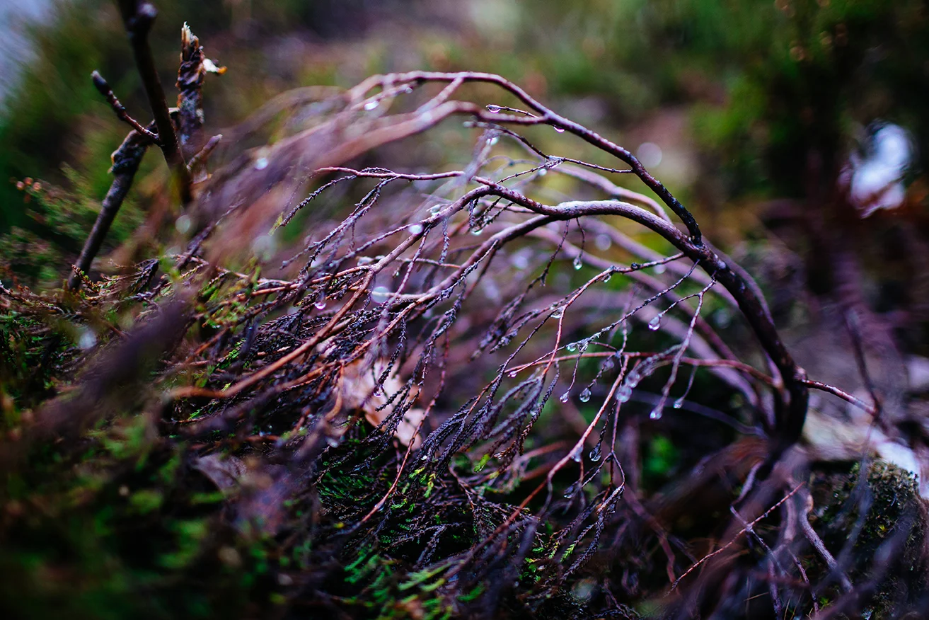 Scotland 2018_0233.jpg