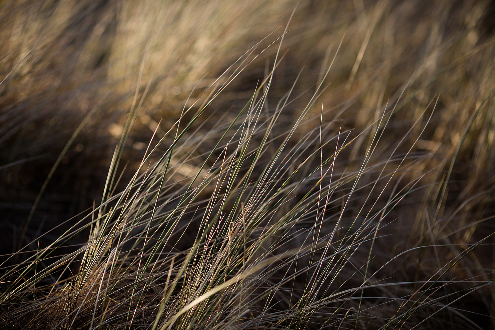 Scotland 2018_1067.jpg