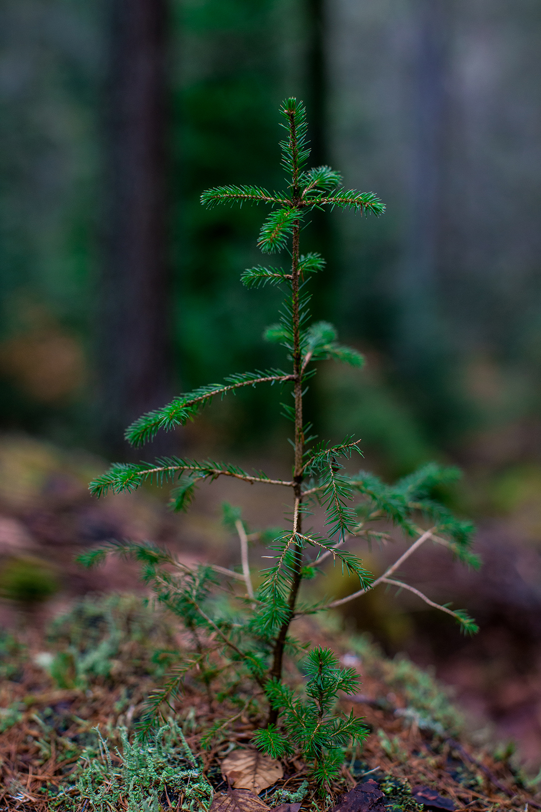 Scotland 2018_1257.jpg