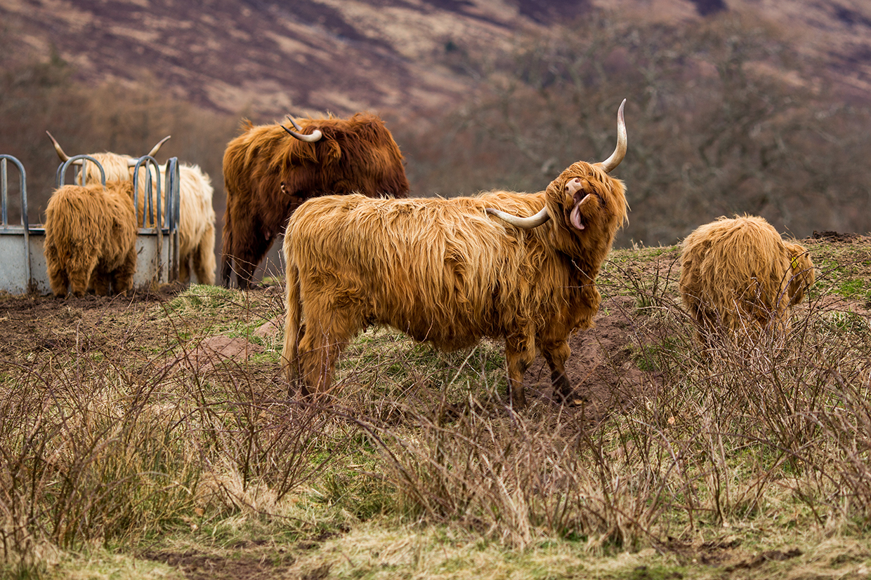 Scotland 2018_1717.jpg