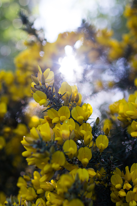 Scotland 2018_2204.jpg