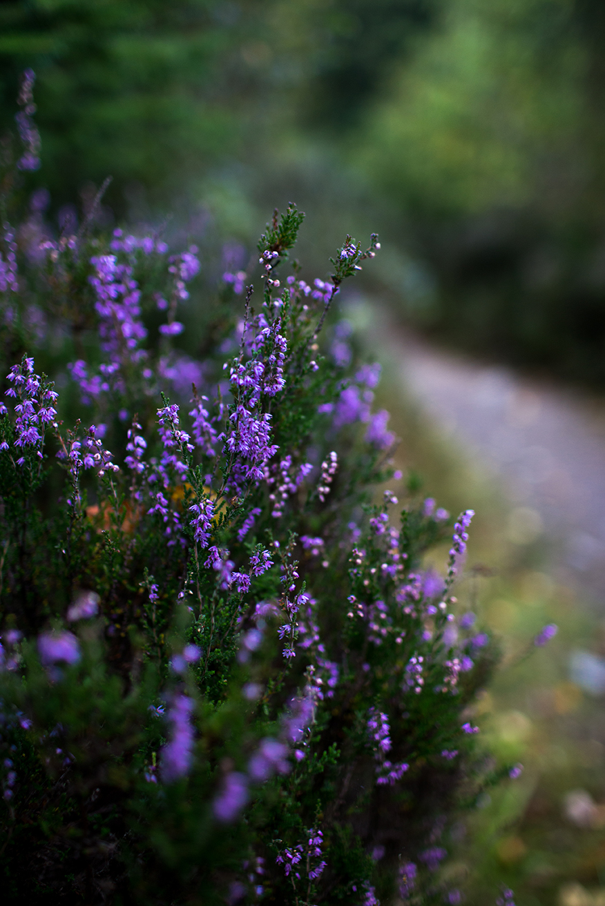 Scotland_2018_2909.jpg