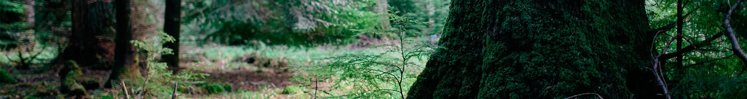Tree-Banner.jpg