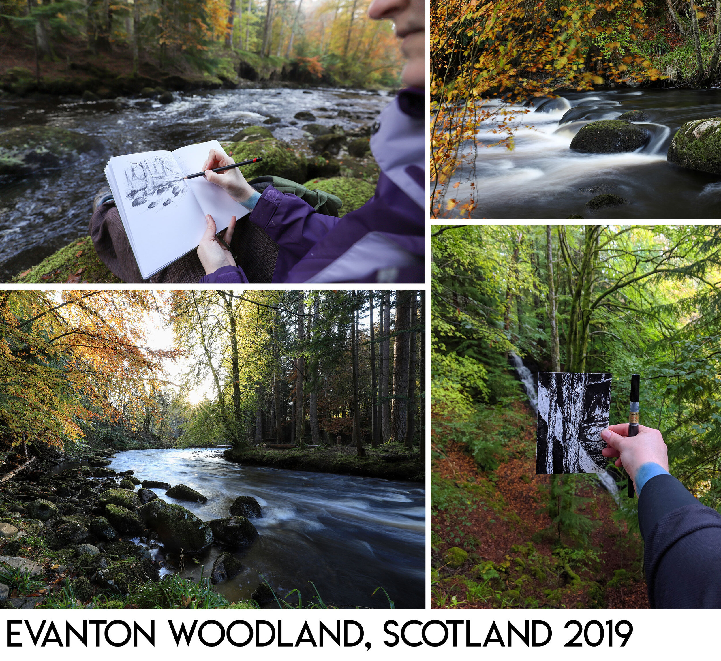 Evanton-Woodland-1-Scotland-Plein-Air-by-Sarah-Burns.jpg