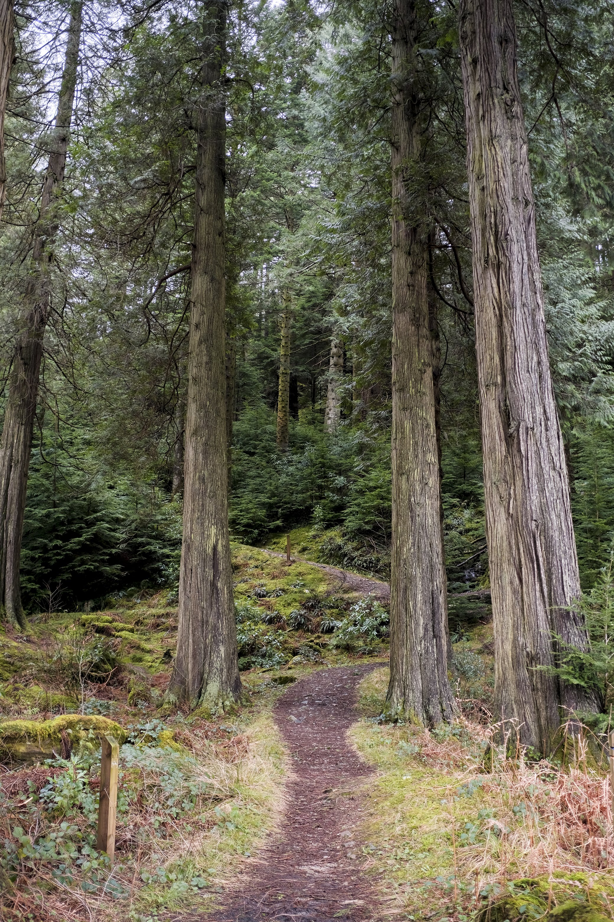  Big Tree Walk near Benmore Botanic gardens 