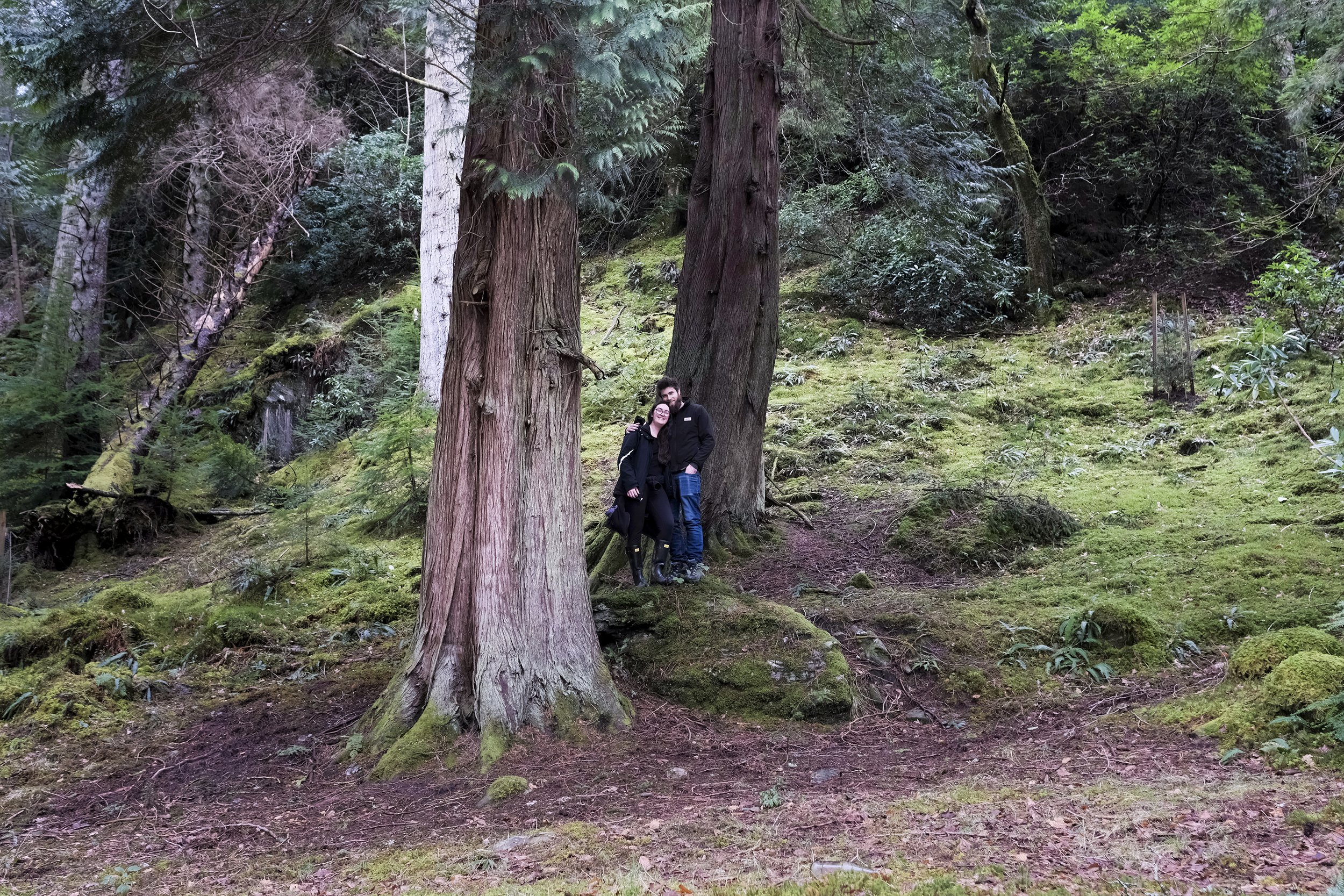  Big Tree Walk near Benmore Botanic gardens 