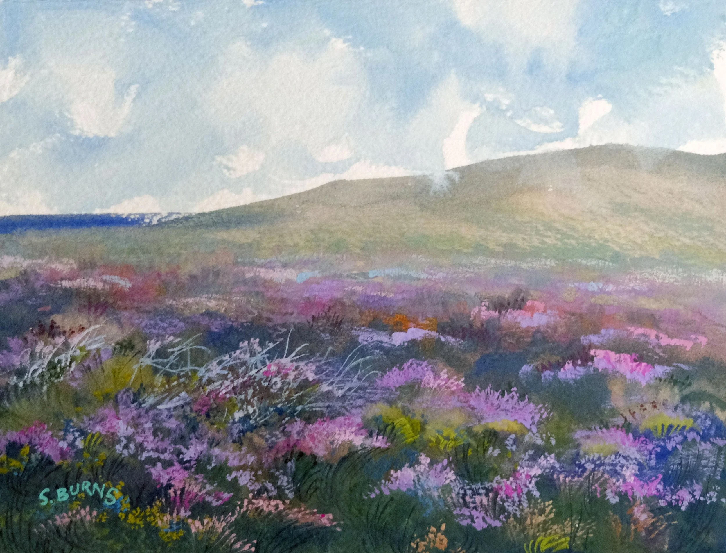 Fields of Scottish Heather