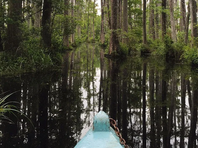 header-swamp.jpg