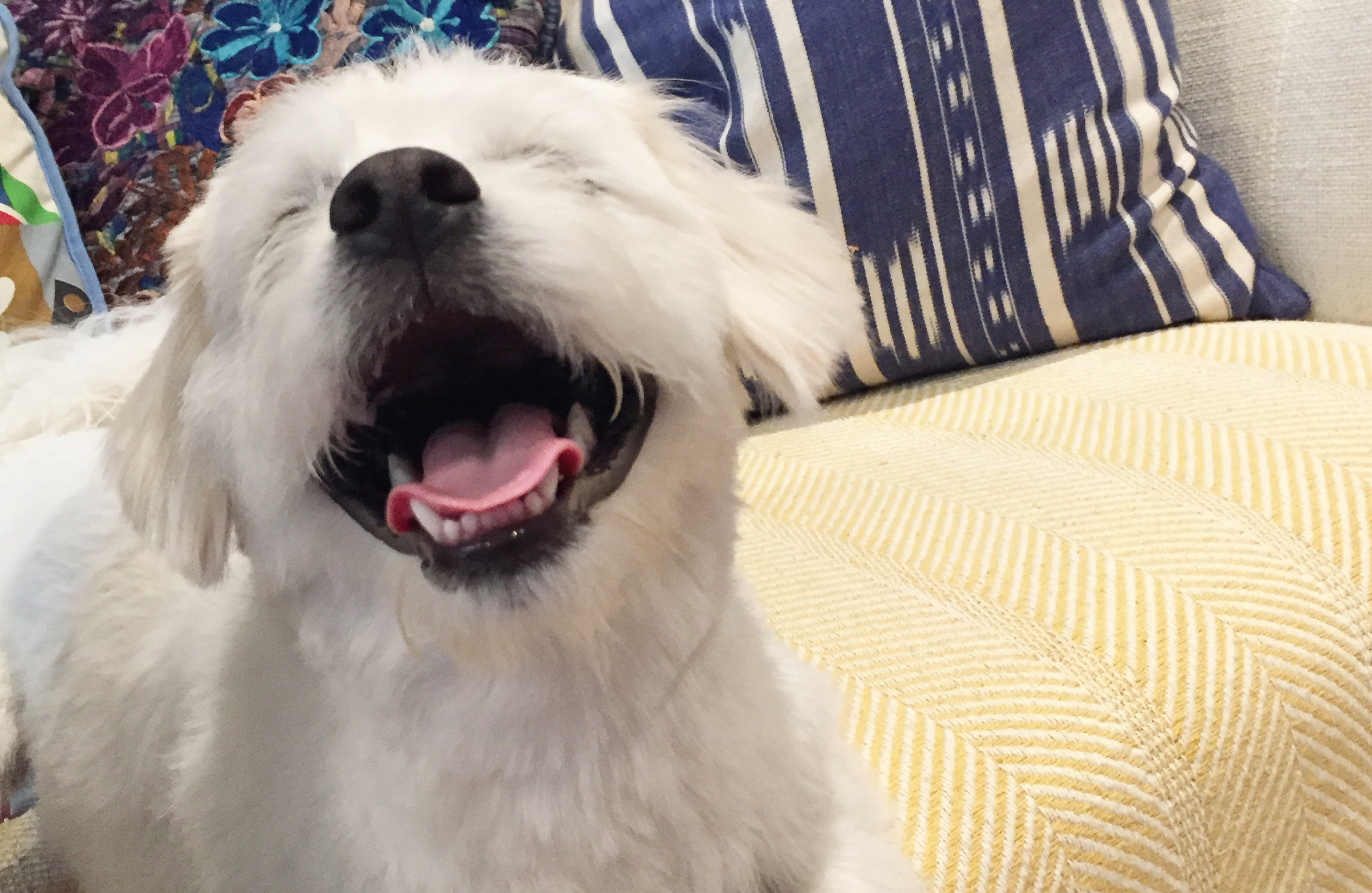 Not the dog that was allegedly frightened.