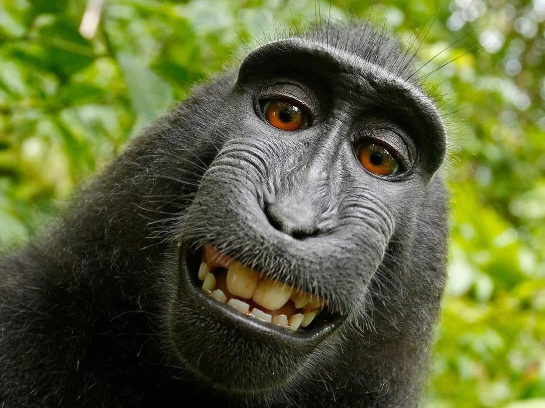 MonkeySelfie.jpg