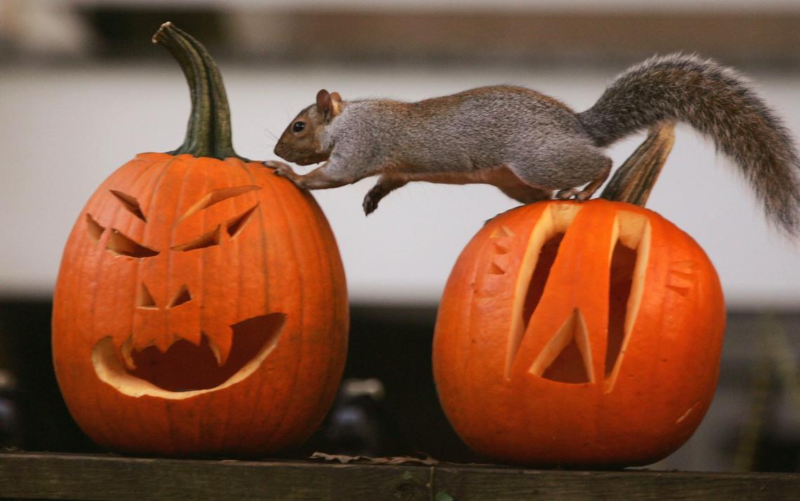 HalloweenNPR.jpg