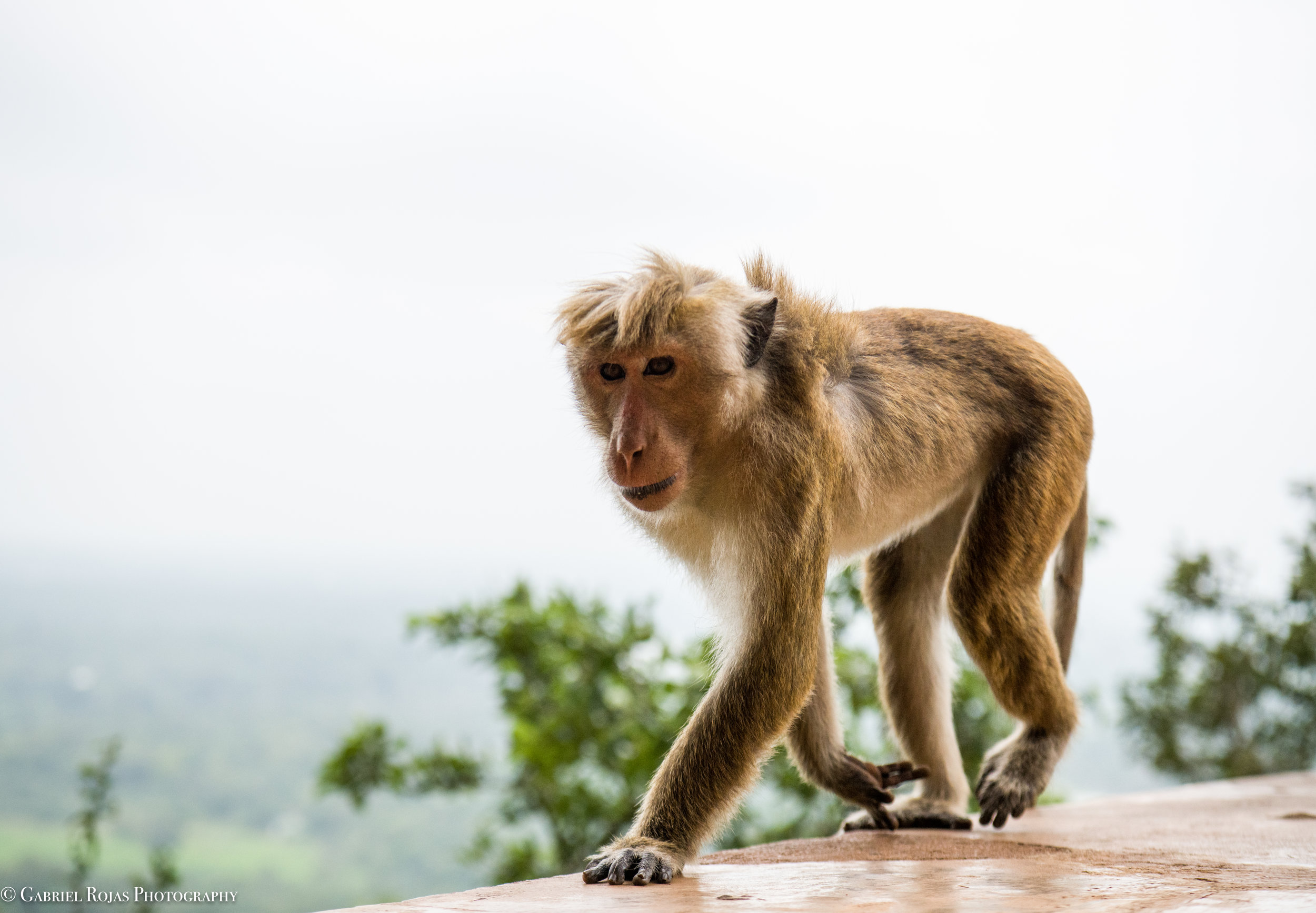 Sri Lanka 2019-58.jpg