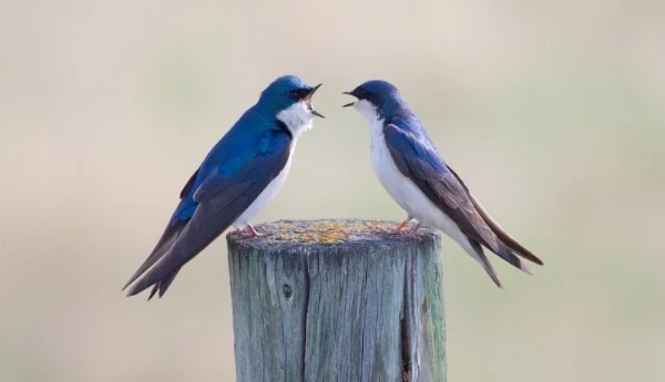 Tips for Healthy Conflict Resolution