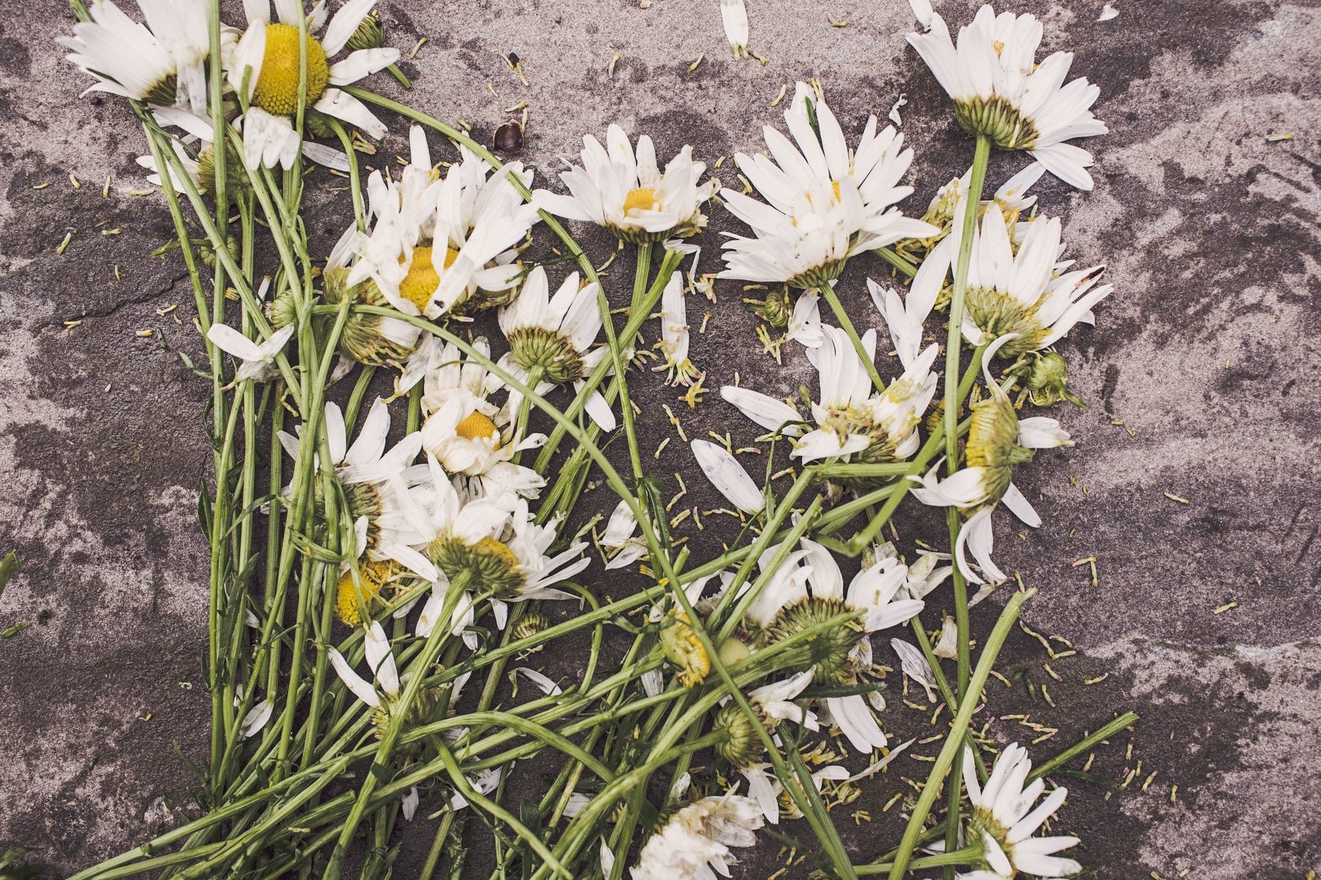 HUBBELL-wilted-trampled-daisies-min.jpg