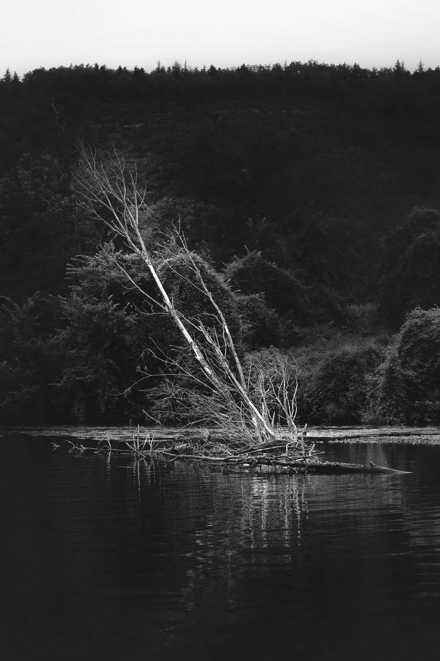 Black and white photo of a fallen tree leaning into a body of water, with a forested hillside in the background and overcast sky.