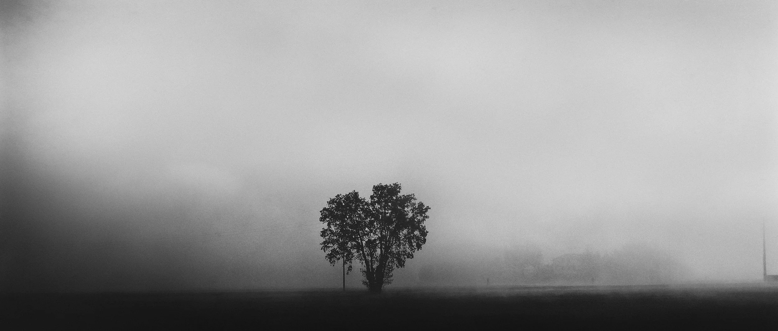 A solitary tree stands in an open field on a foggy day, with a blurred background and a grey, overcast sky.