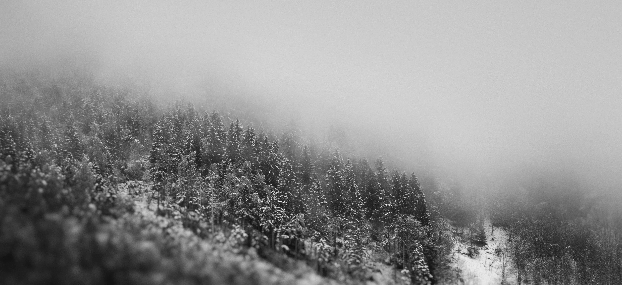 Snow-covered forest with foggy atmosphere in black and white.