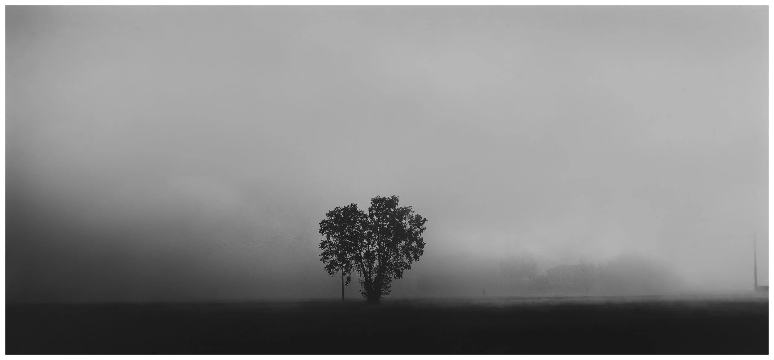 Tree and Fog-Edit copy.jpg