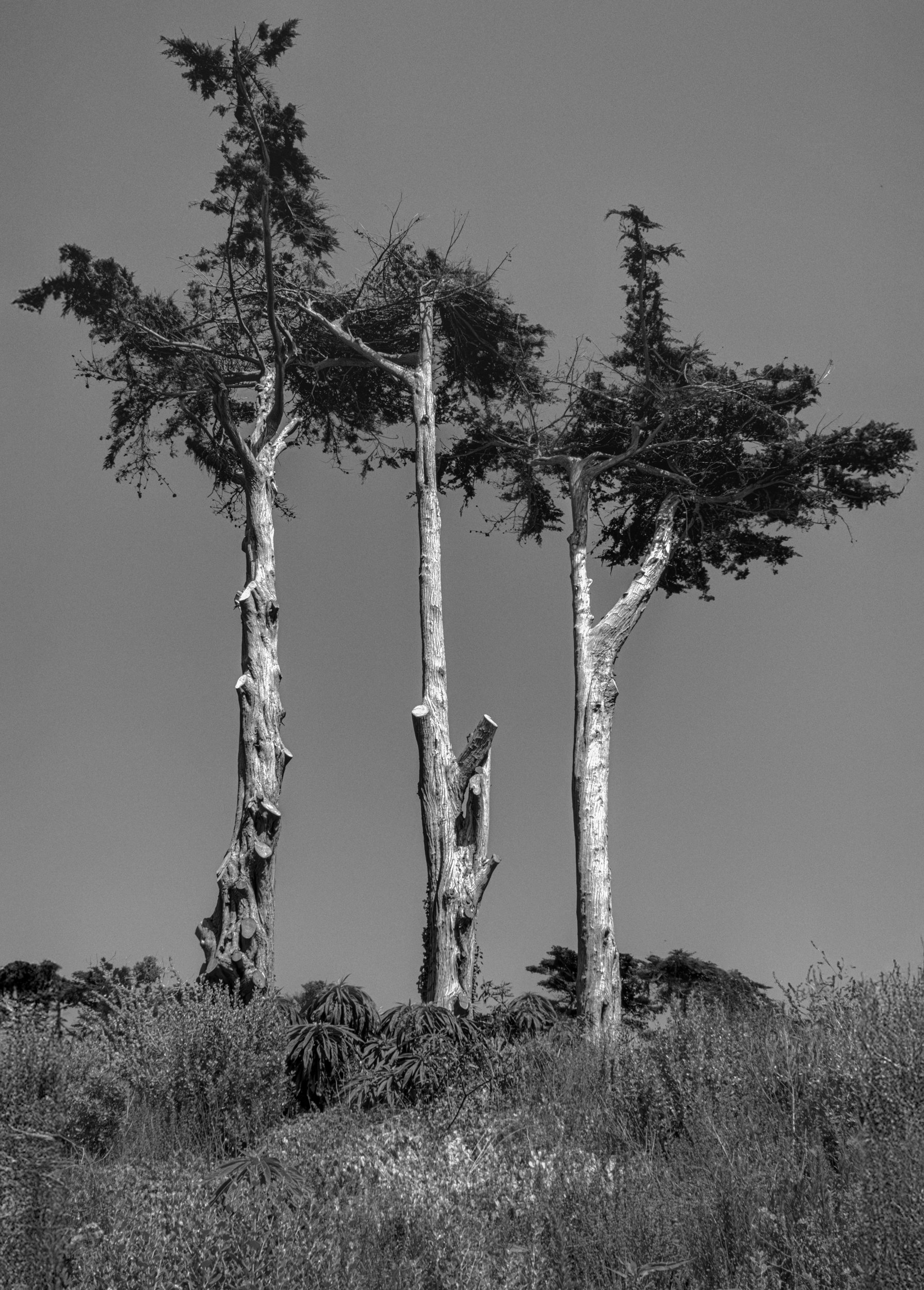 Three tall, leafless trees with textured trunks stand side by side against a clear sky. Low shrubs and grass grow at the base of the trees, with sparse smaller trees or bushes in the distant background.