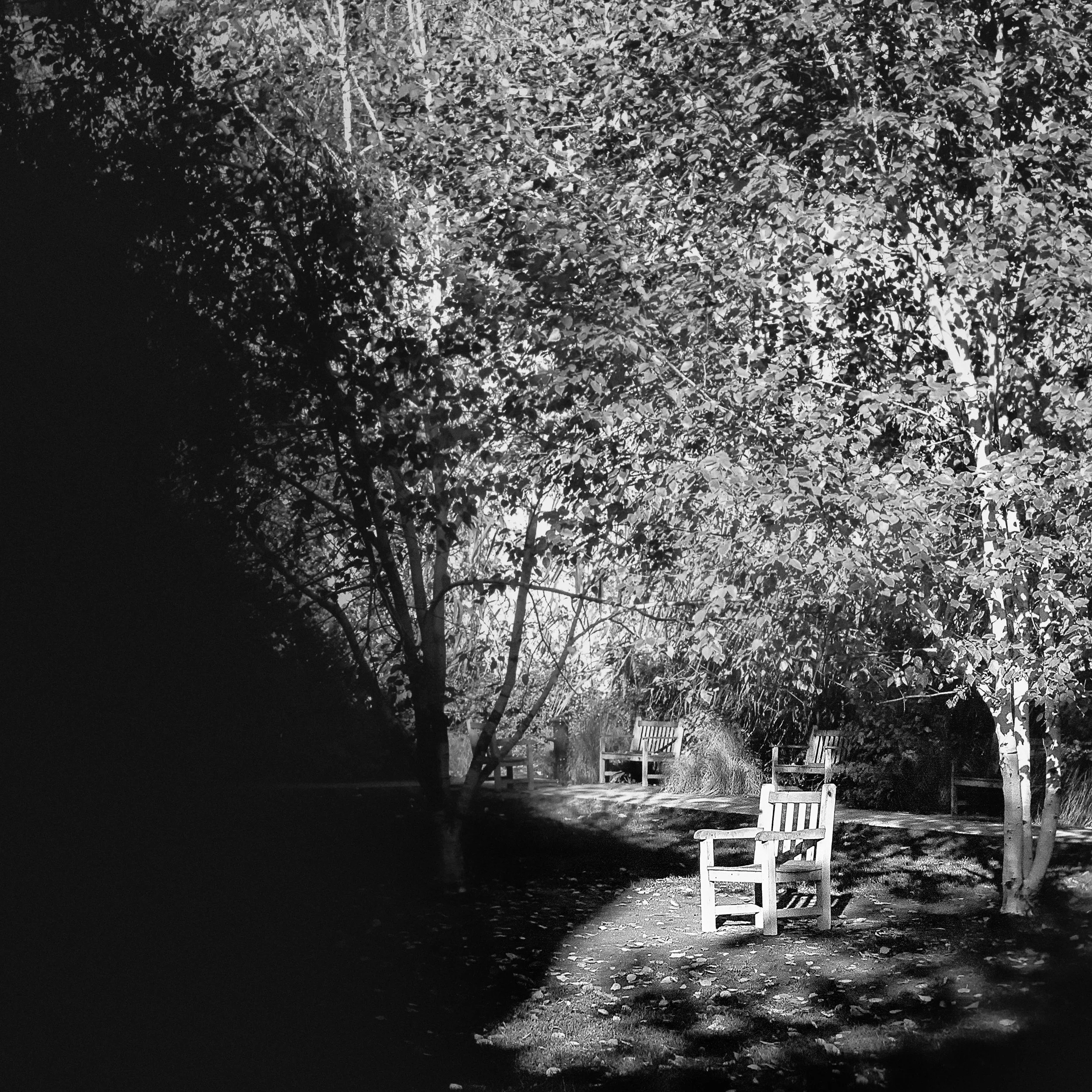 Nighttime scene of a park with a row of empty benches, a tree with dense leaves, and a fence in the background, illuminated by streetlights.