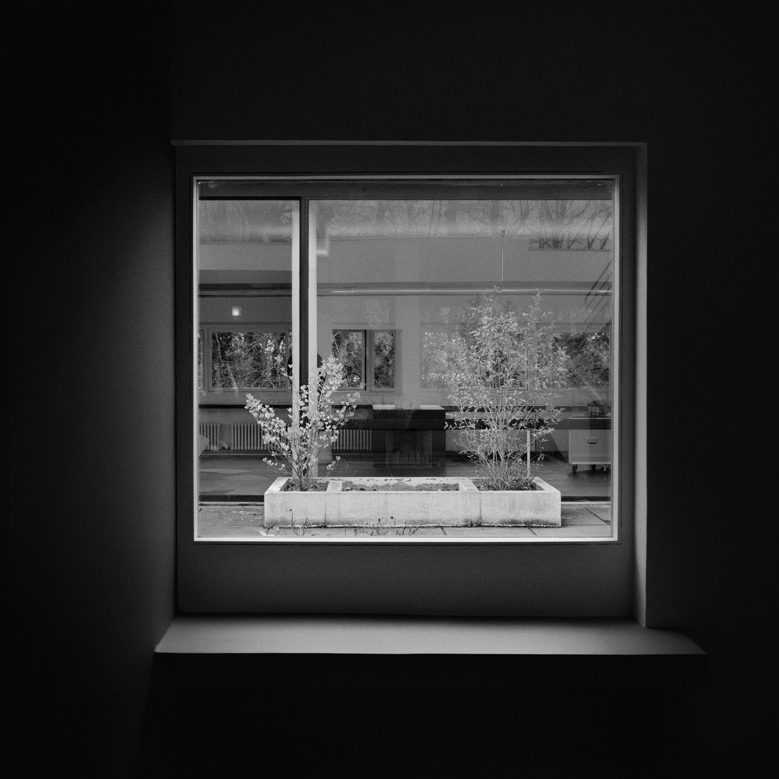 A photograph of a modern window with a view of trees outside, taken from indoors in black and white.