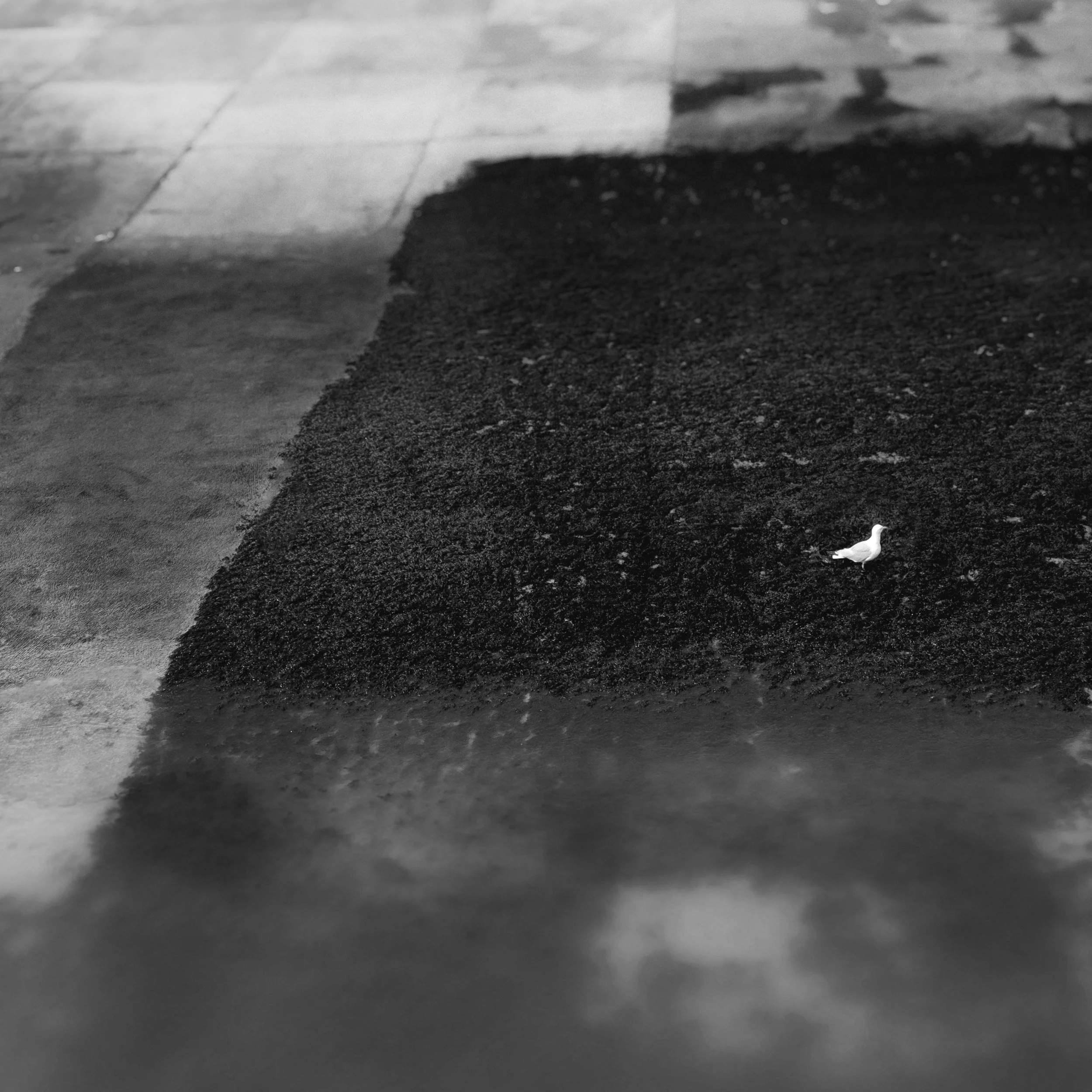 A black and white photo showing a small seagull standing on dark sand near a paved walkway.