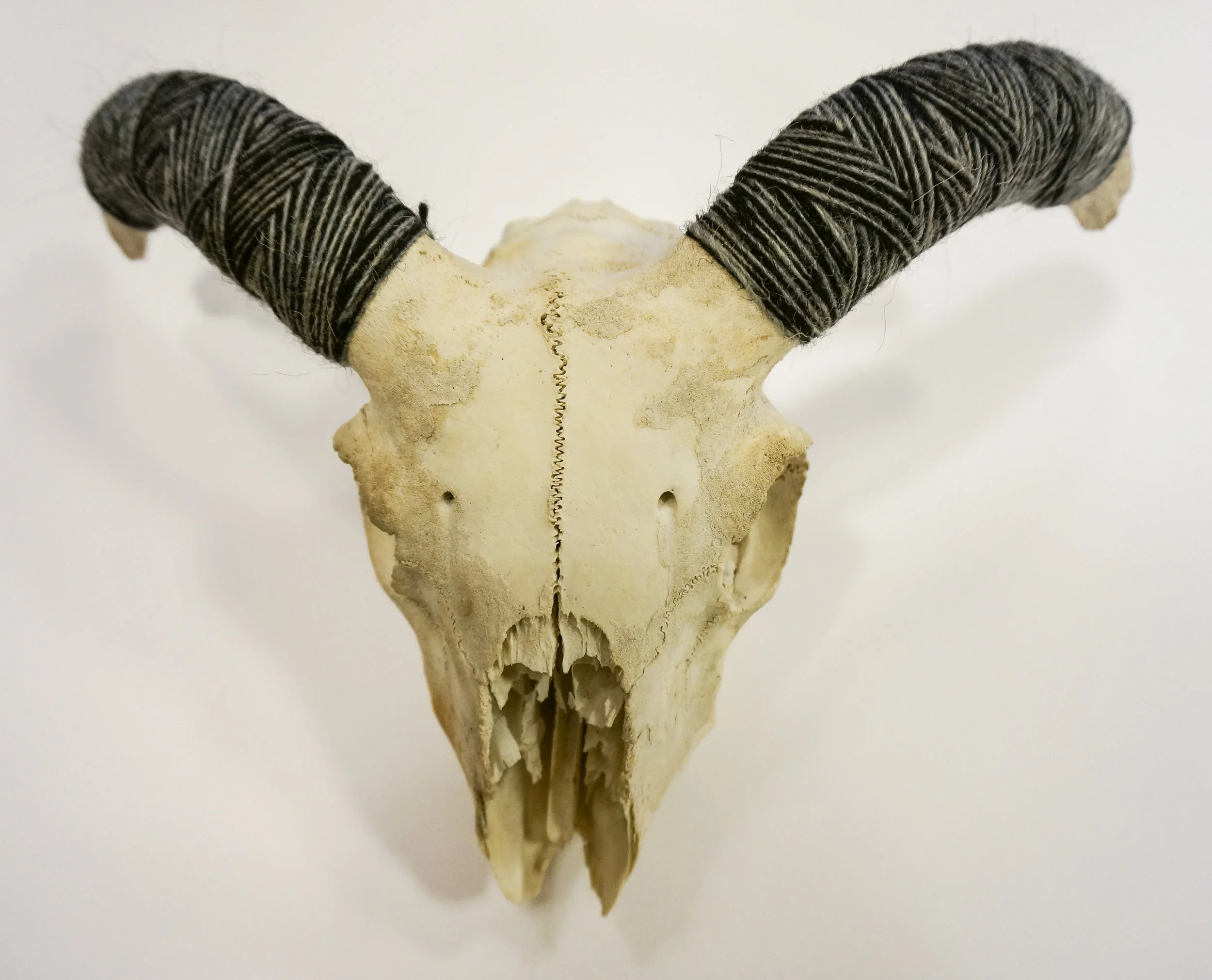 Pradaleggur Sheep Skulls