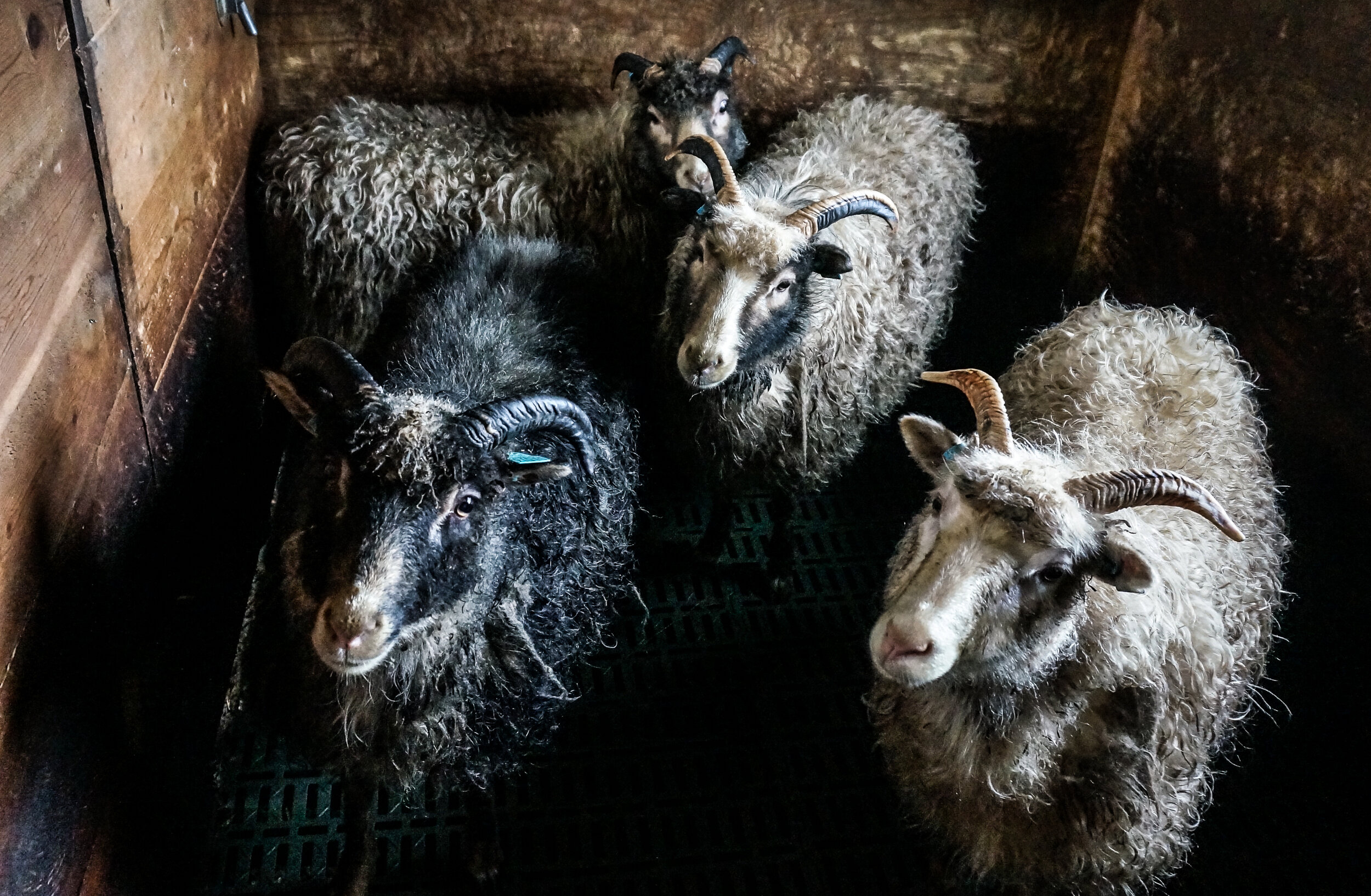  Gammelnorsk Sau (North Atlantic sheep), Osterøy island, Norway (February 2020) 