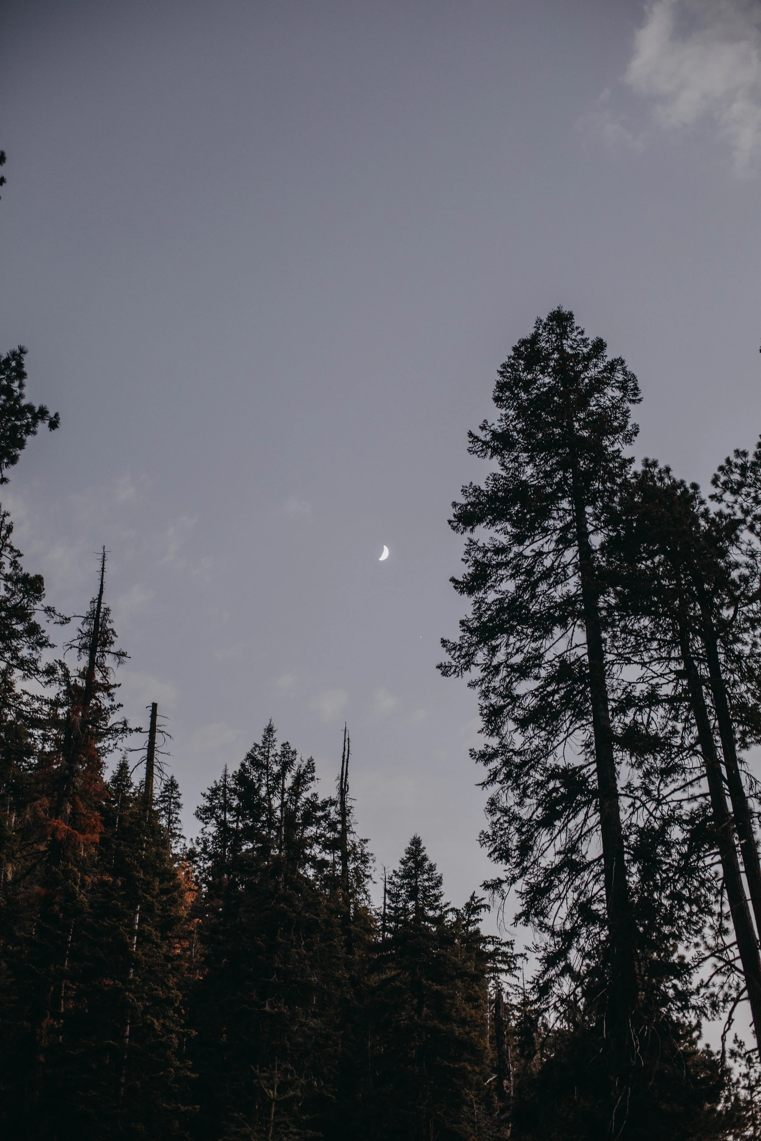 Sequoia National Park Night Photography