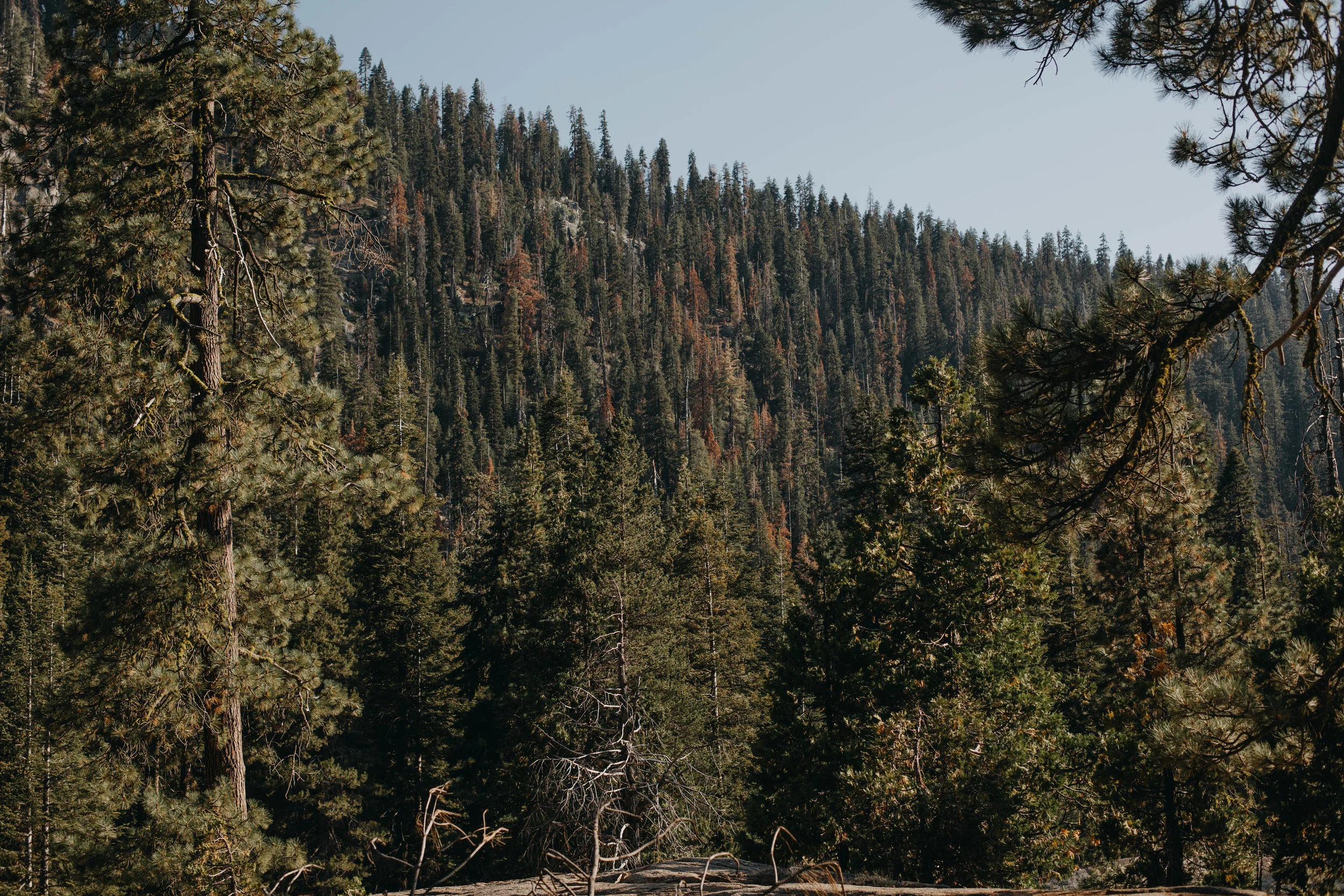 Sequoia Landscape Photos