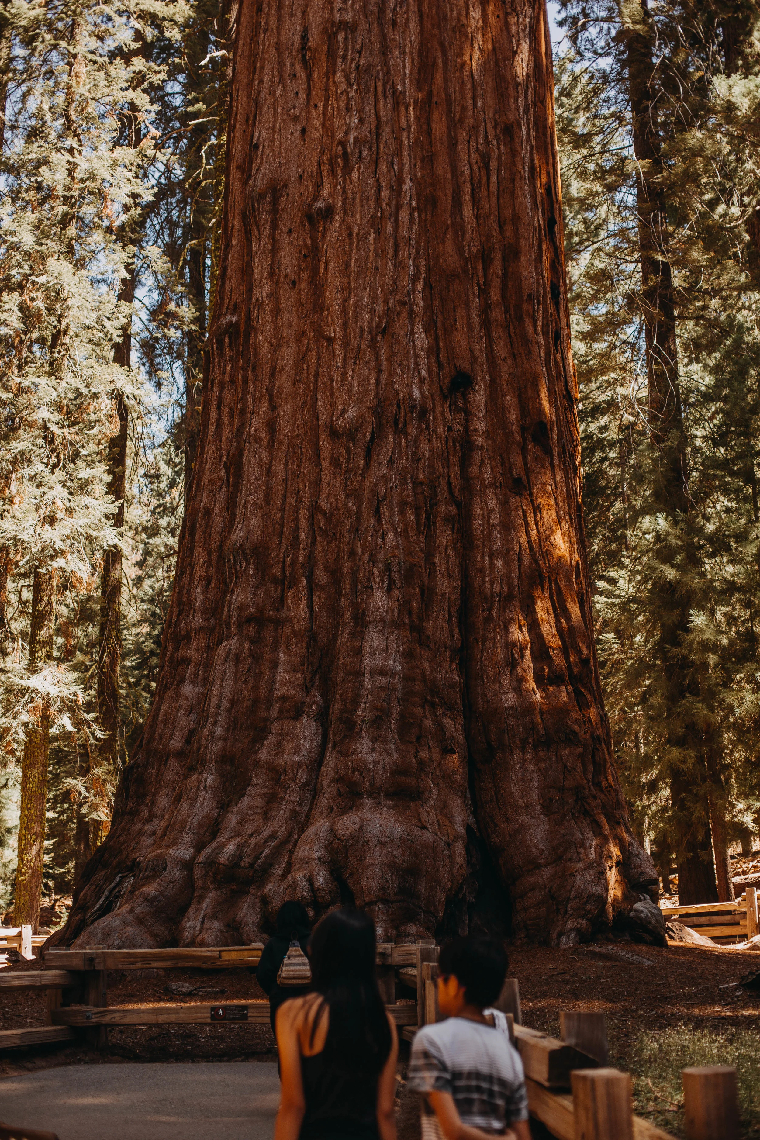 The Base of the Giant Sequoias