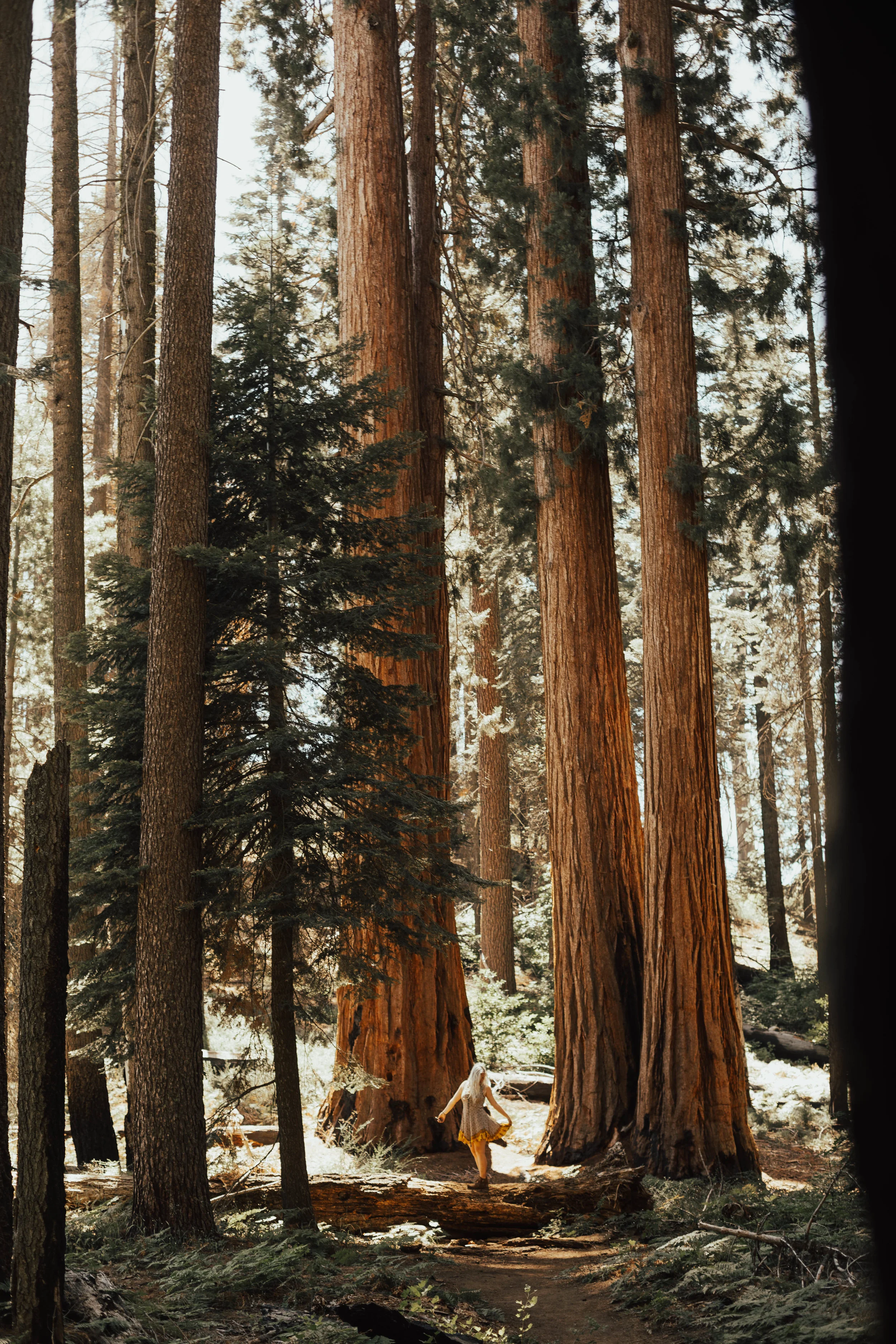 Hiking amongst the giant Sequoia Redwood trees