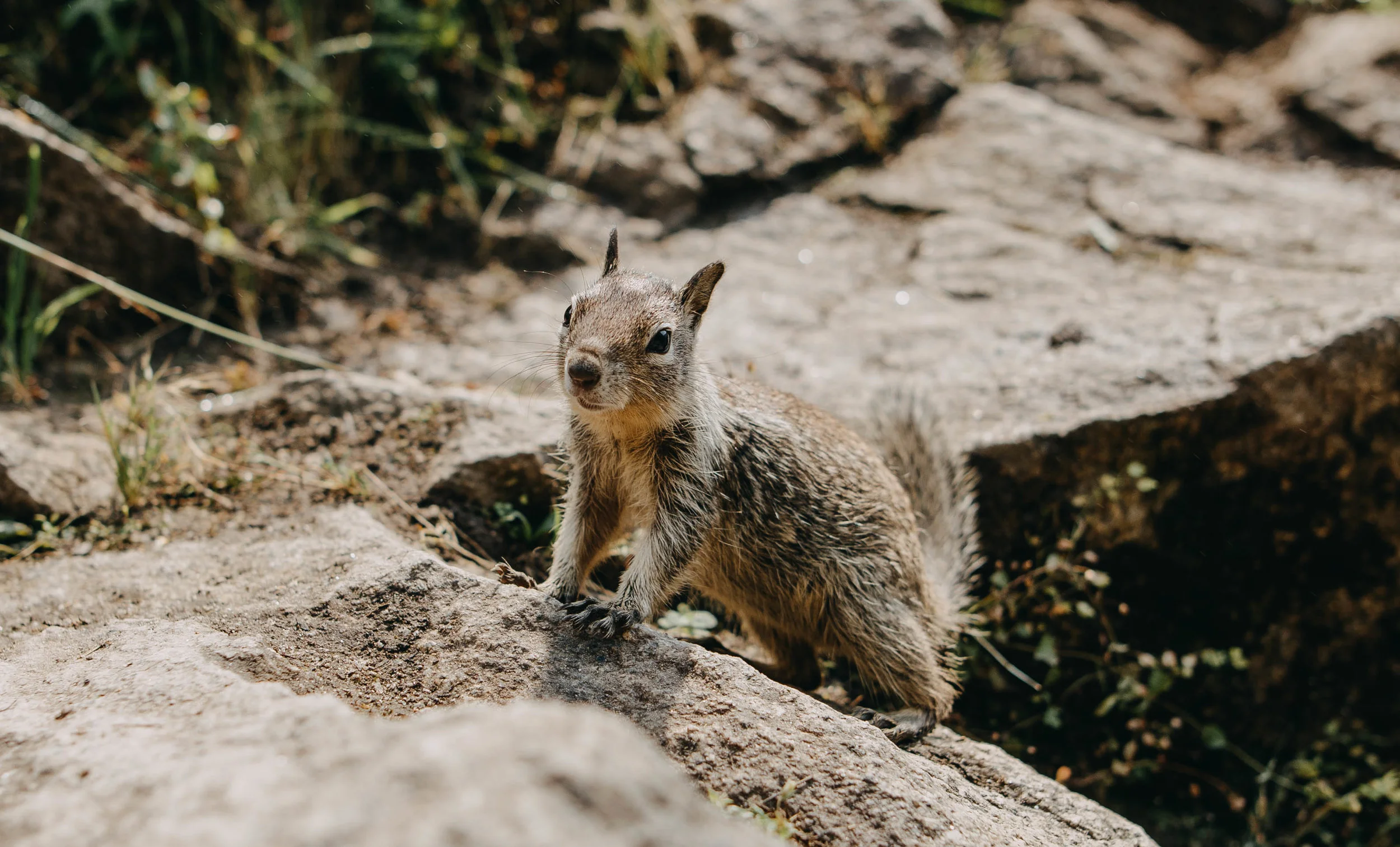 Wildlife in Yosemite