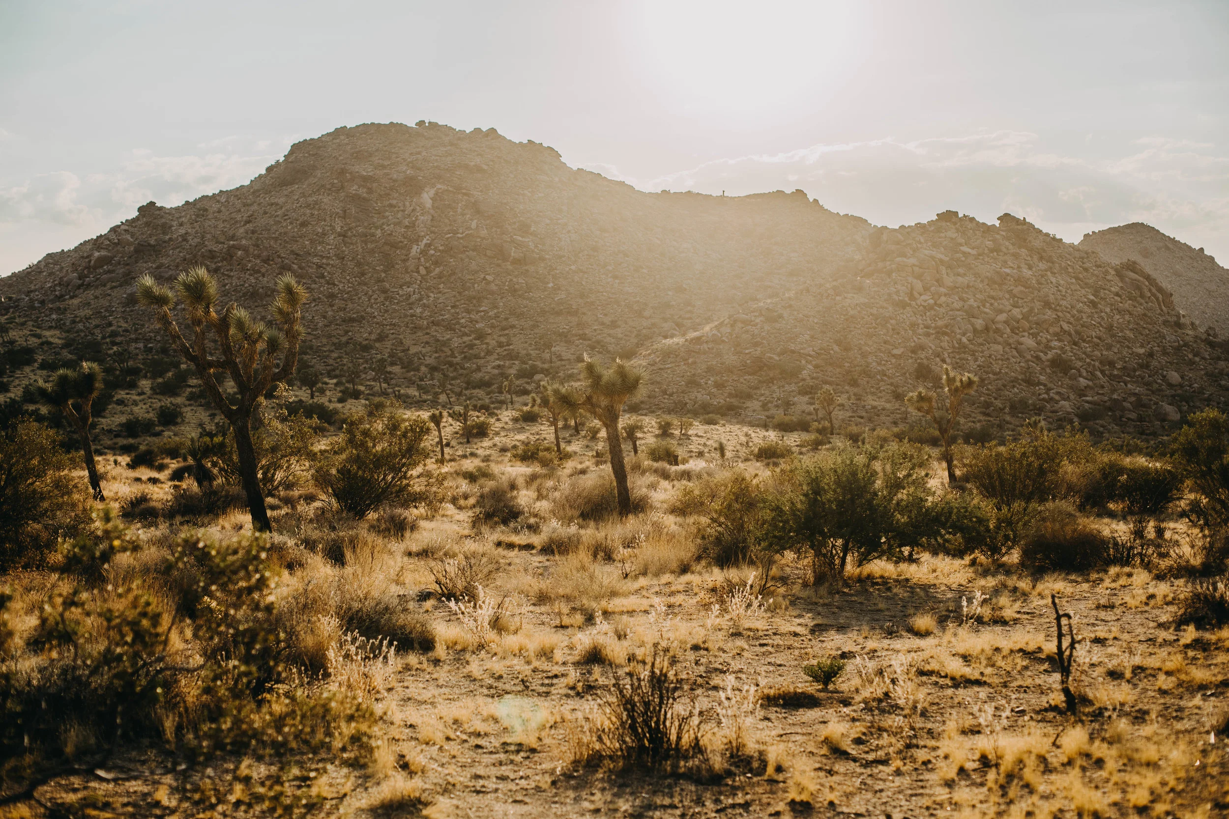 Joshua Tree Photography