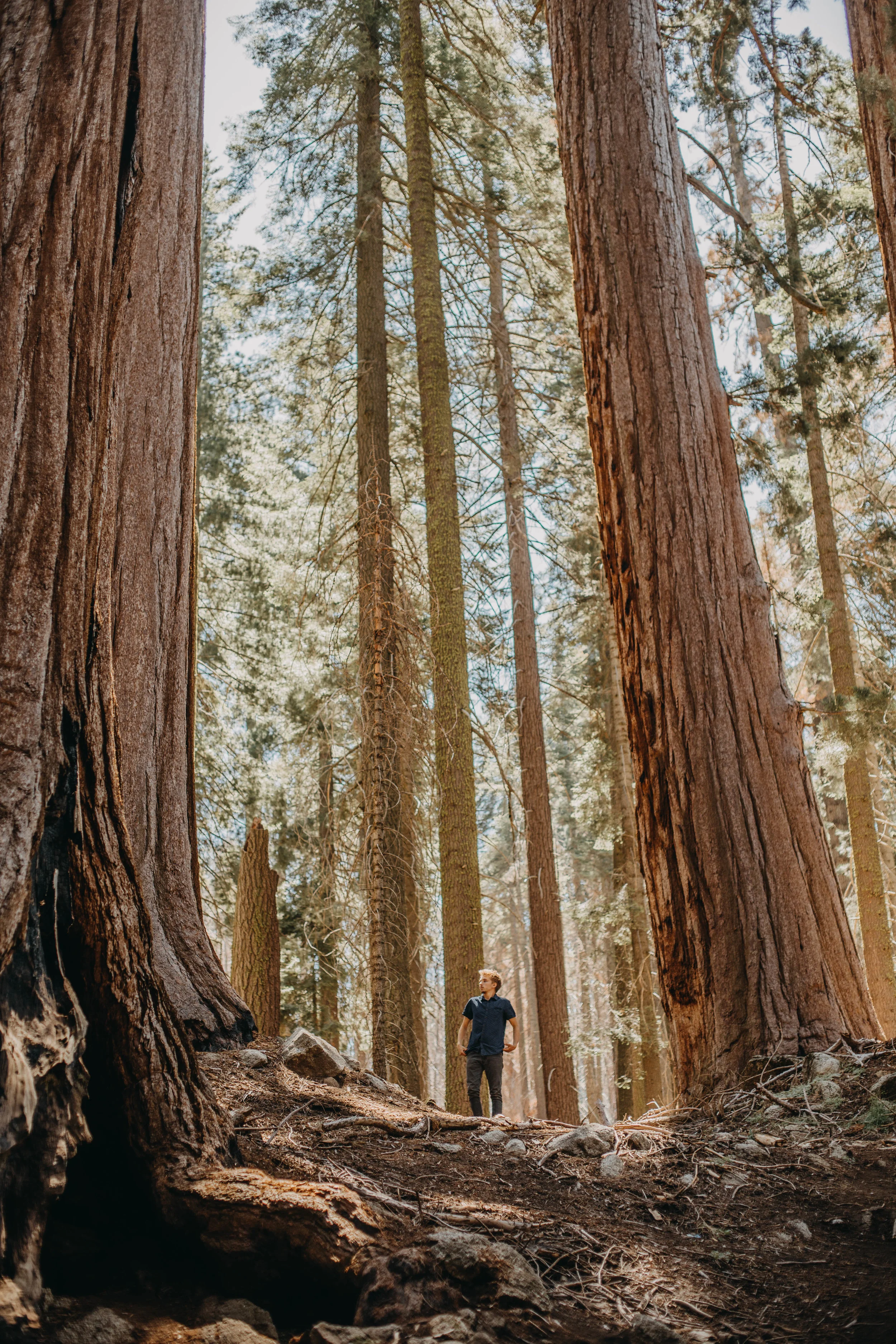 You need to visit Sequoia National Park
