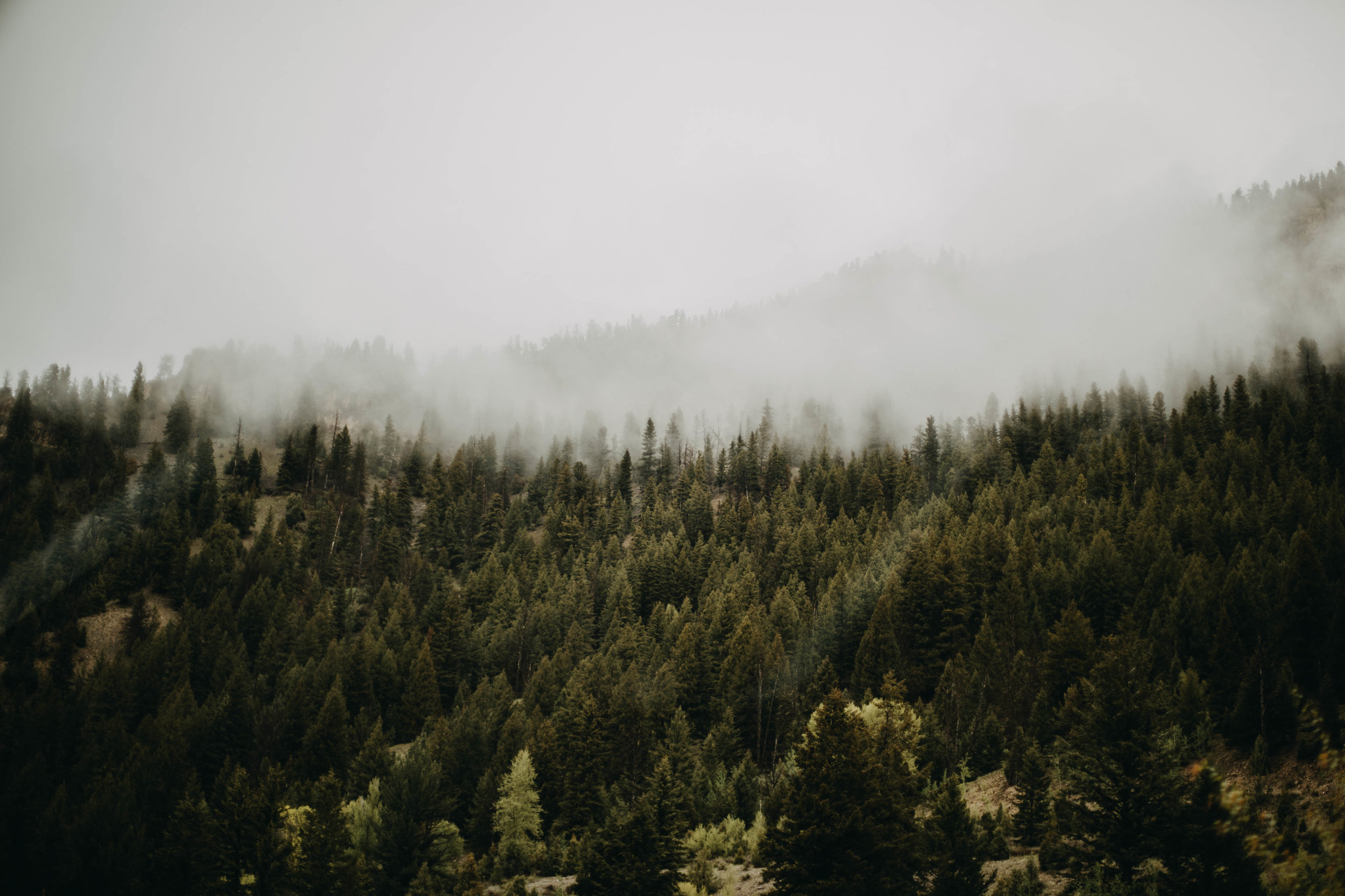 9. Colorado Forest &amp; Fog