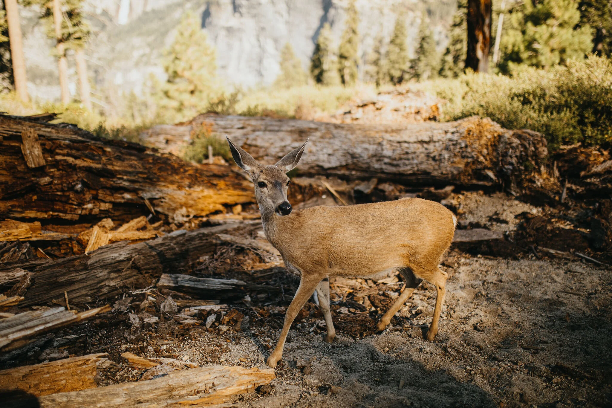 Yosemite National Park, California Wedding &amp; Elopement Photography/Videography by Christina &amp; Jeremiah