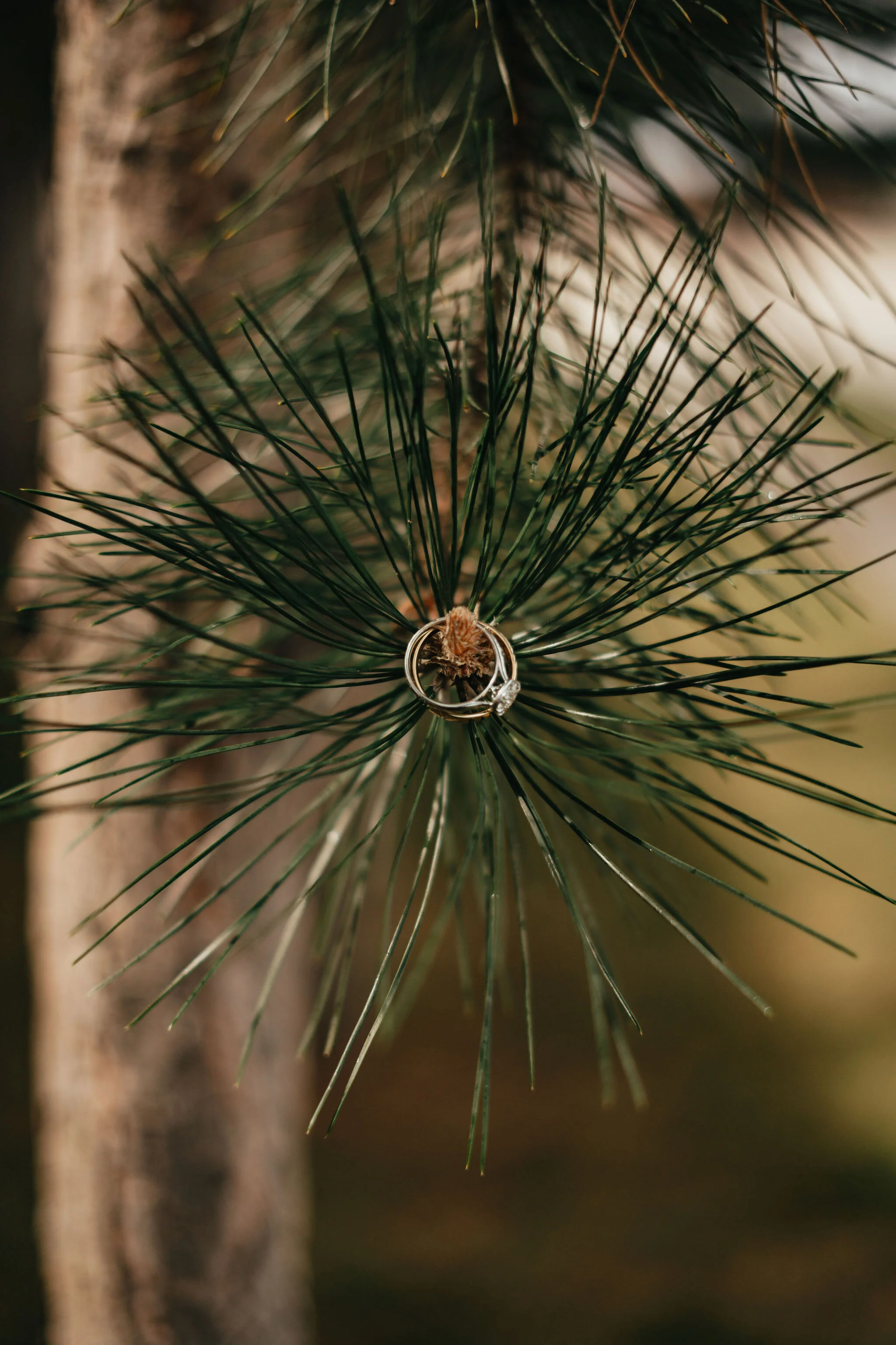 Mountainous Intimate Boise Elopement | Idaho Wedding and Elopement Photo/Video Team