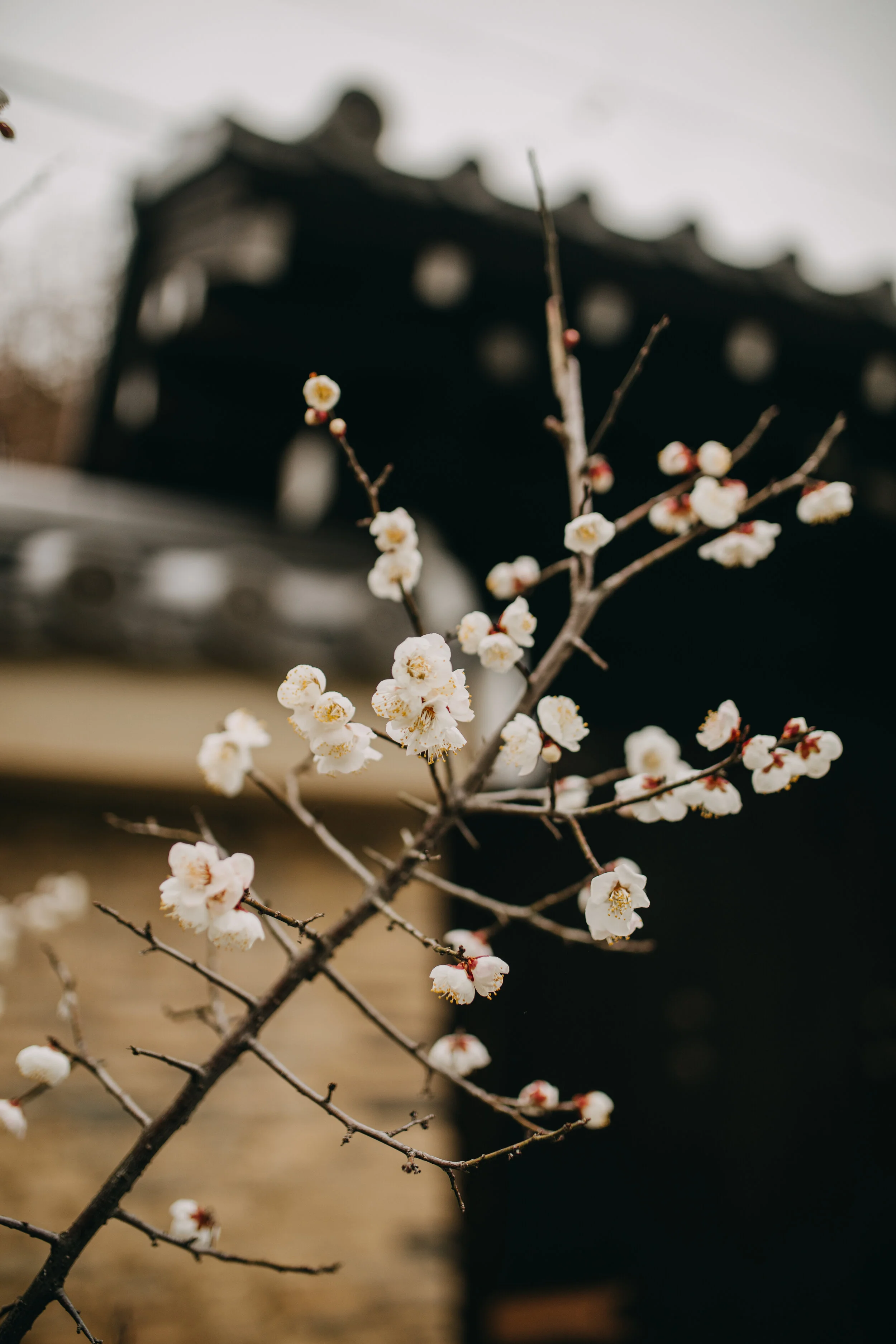 Kyoto Photography