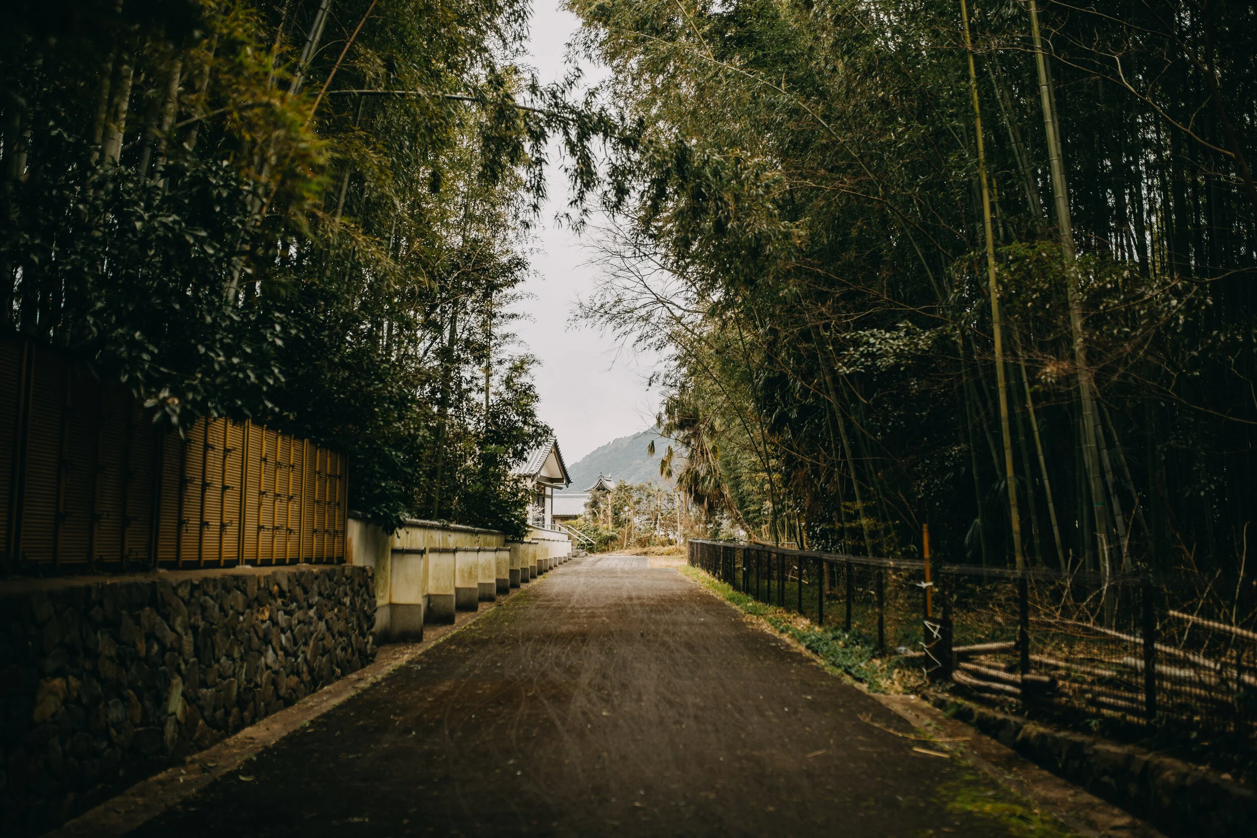 Arashiyama Bamboo Forest Photography