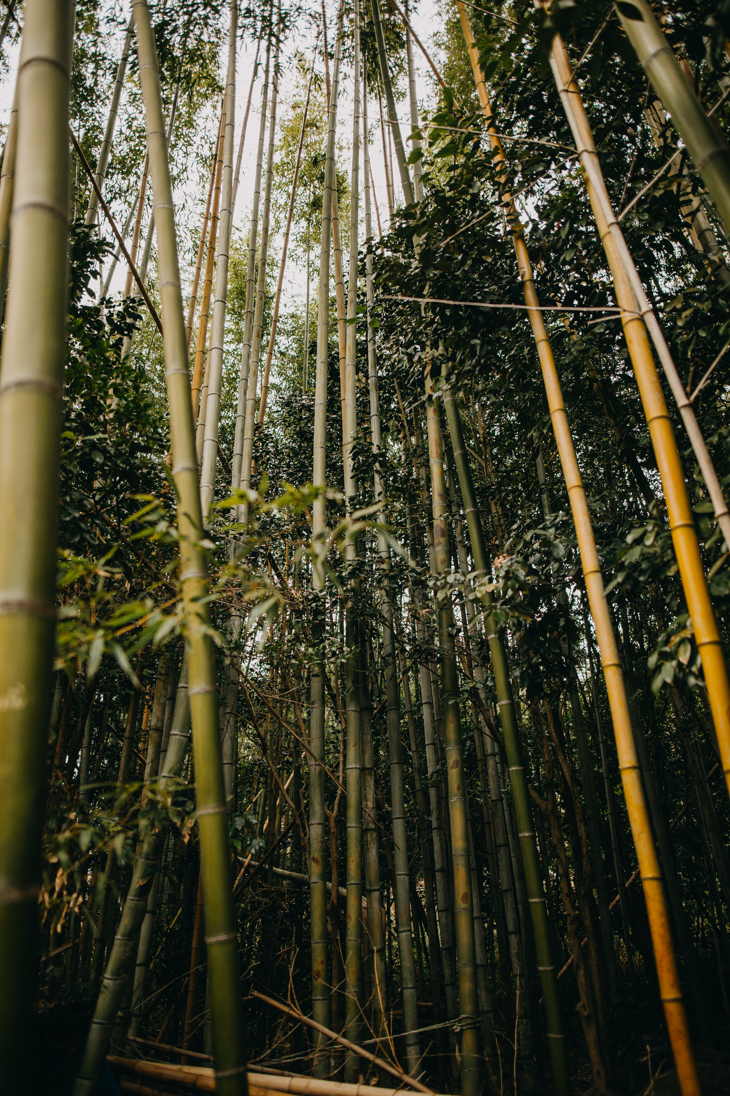 Arashiyama Bamboo Forest Photography