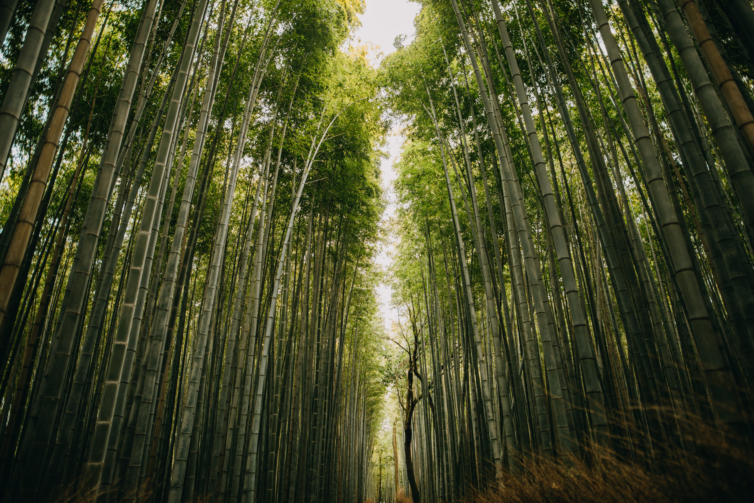 Arashiyama Bamboo Forest Photography