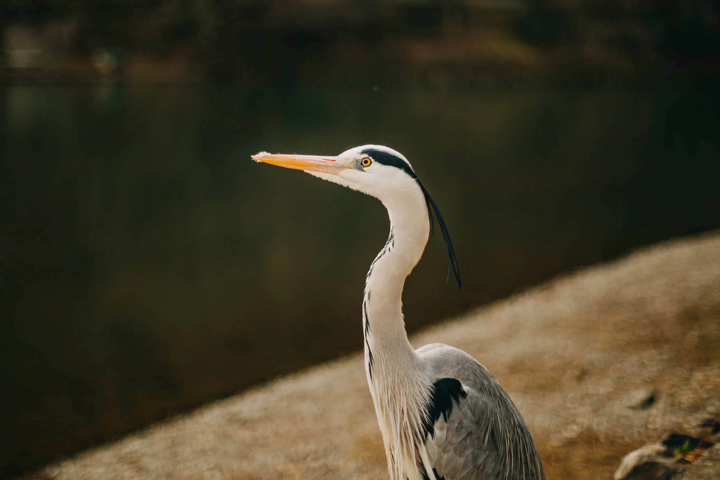 Wildlife Kyoto Photography