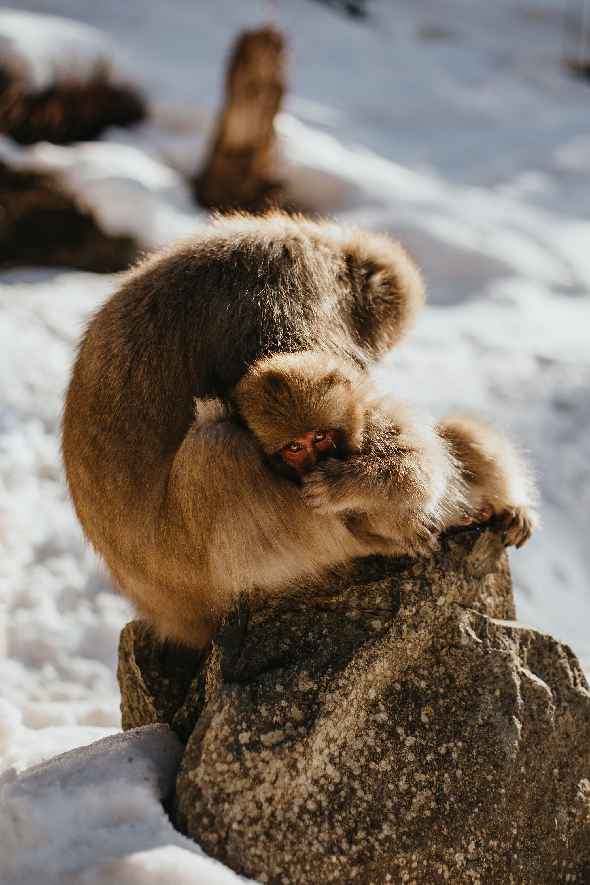 Snow Monkey Photography