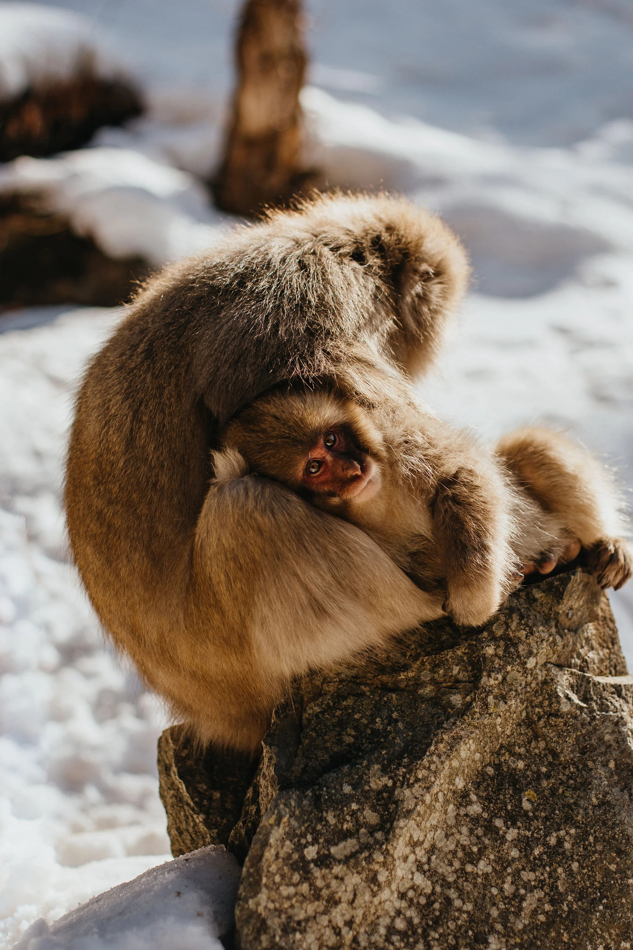 Snow Monkey Photography