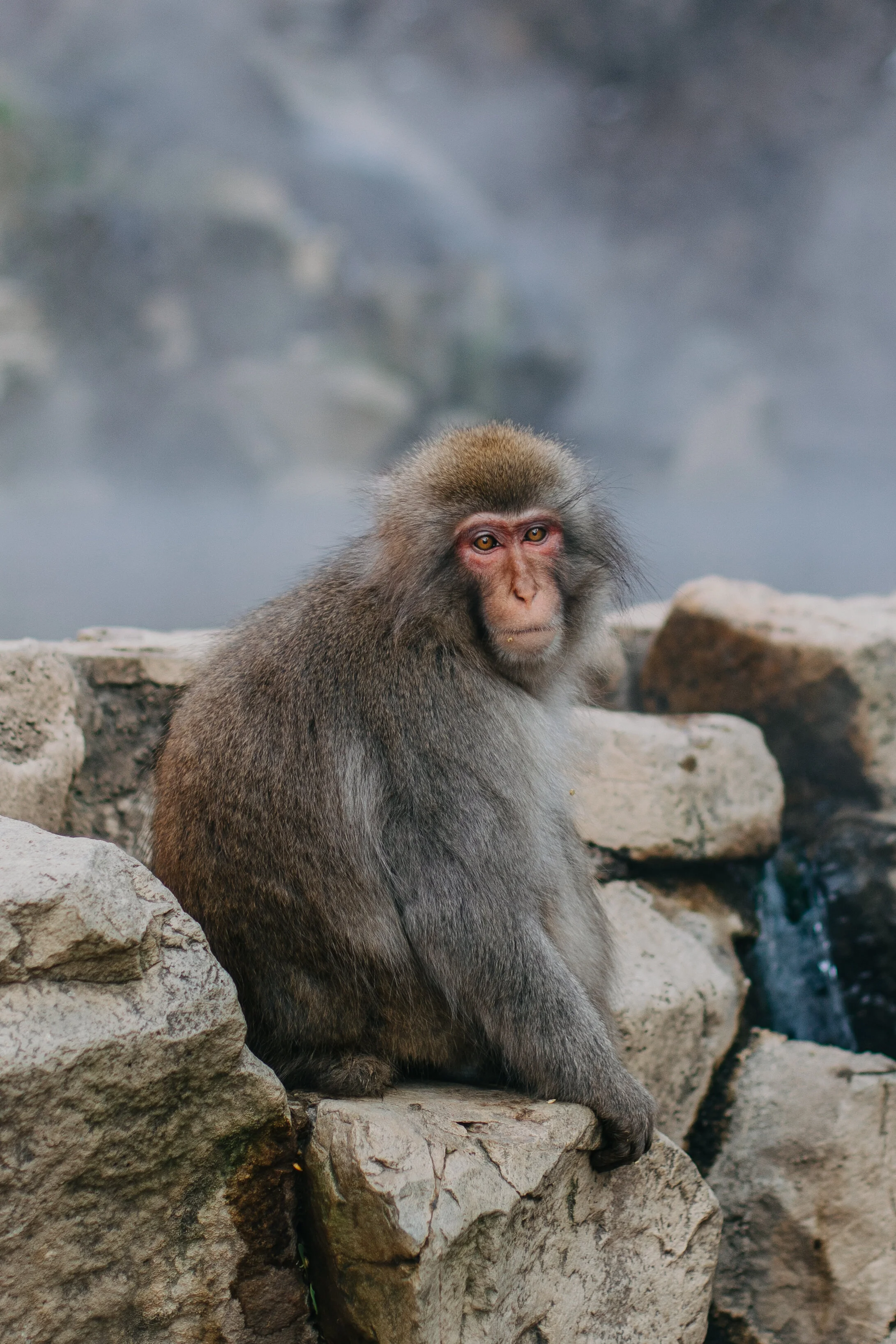 Snow Monkey Photography