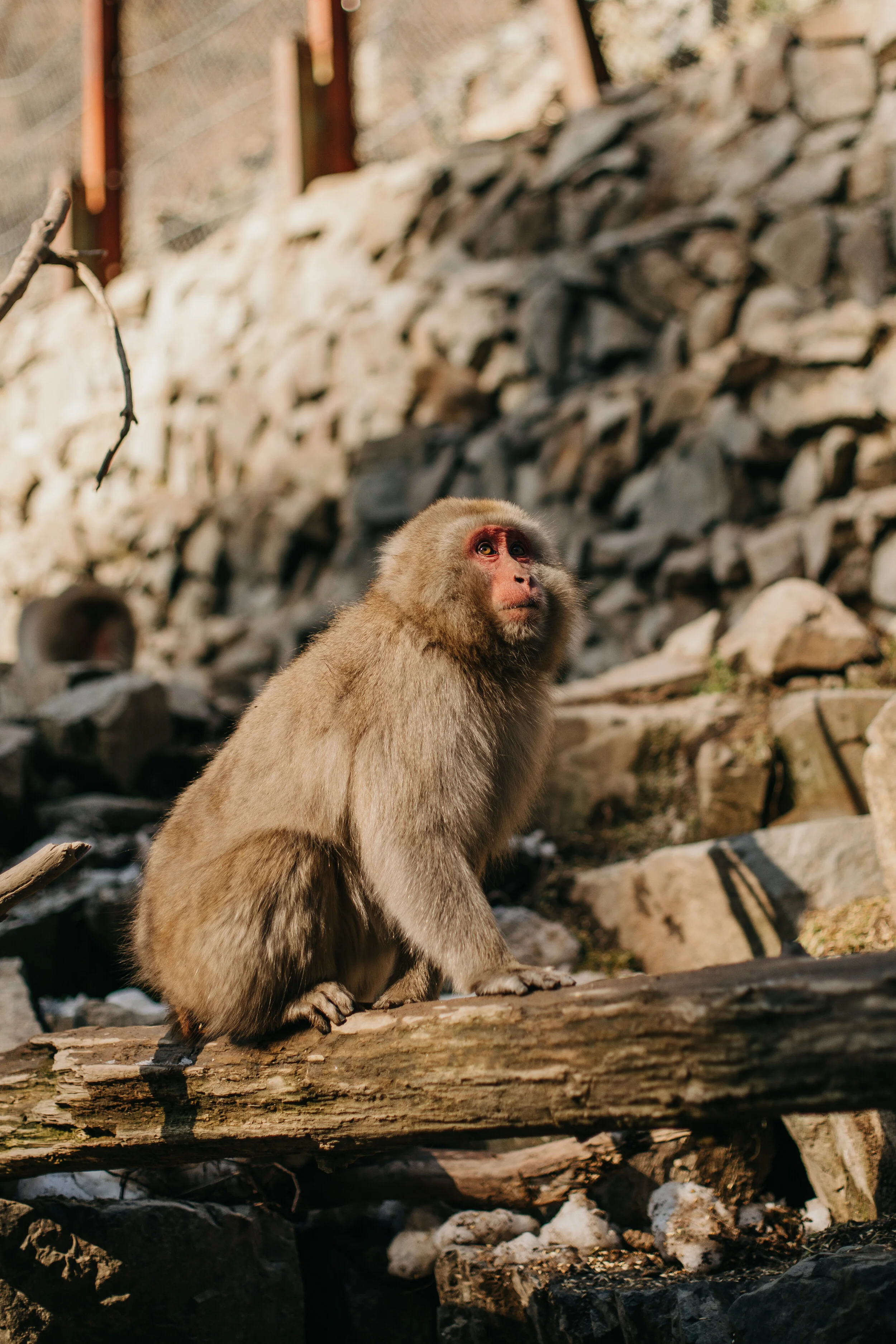 Snow Monkey Photography